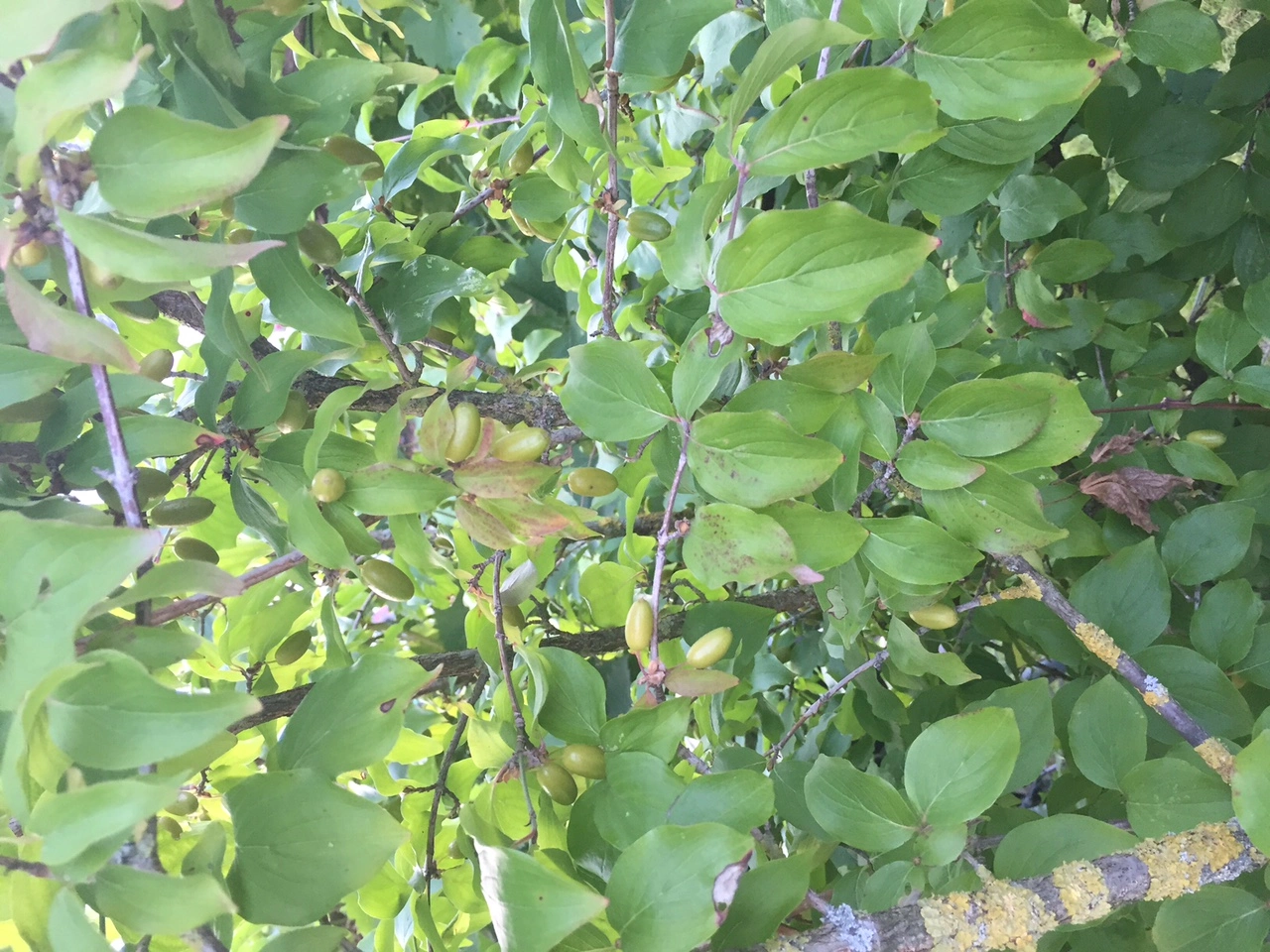 Identifizieren der Sträucher im Garten