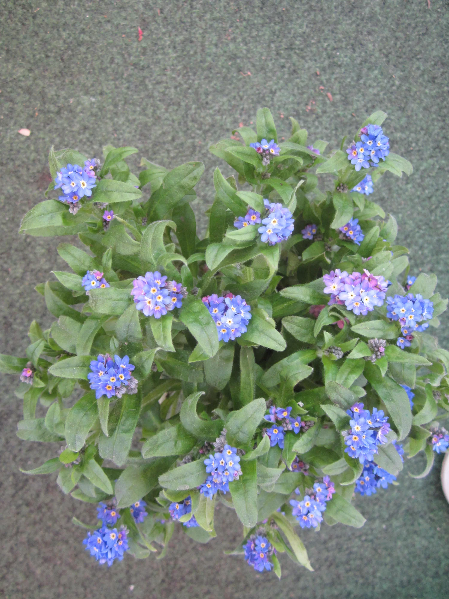 IMG_2675.webp