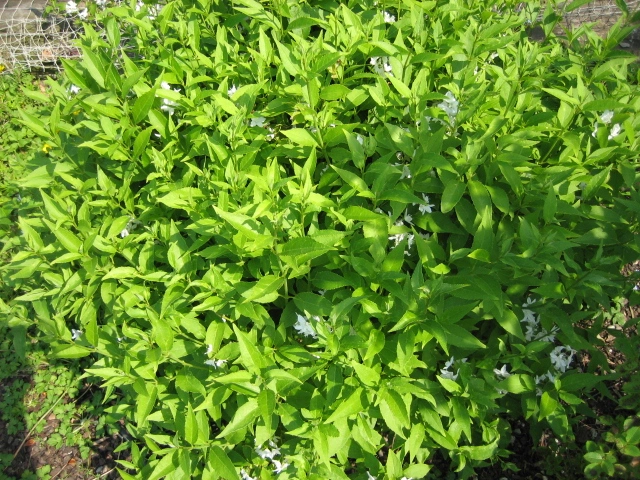 grüner Busch, mit weißen Blüten im Frühjahr