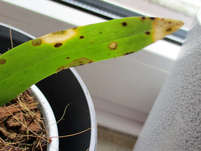 meine Orchidee hat braune Flecken auf den Blatt