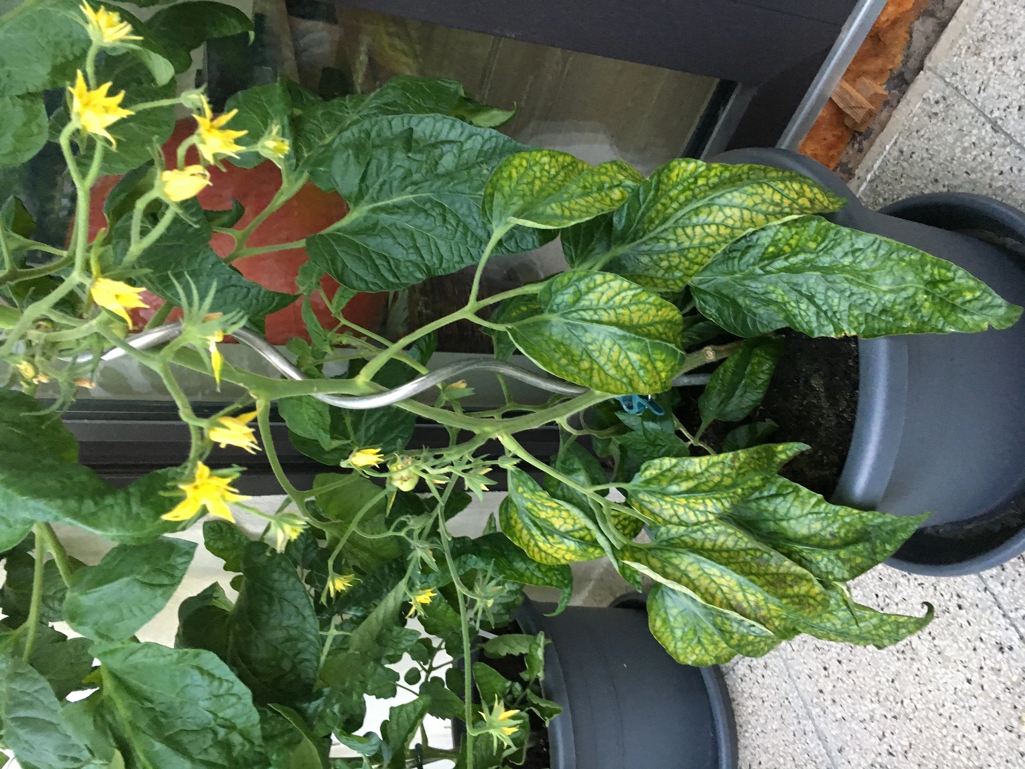 Sonnenbrand an Tomaten was tun bei Hitzeschäden?