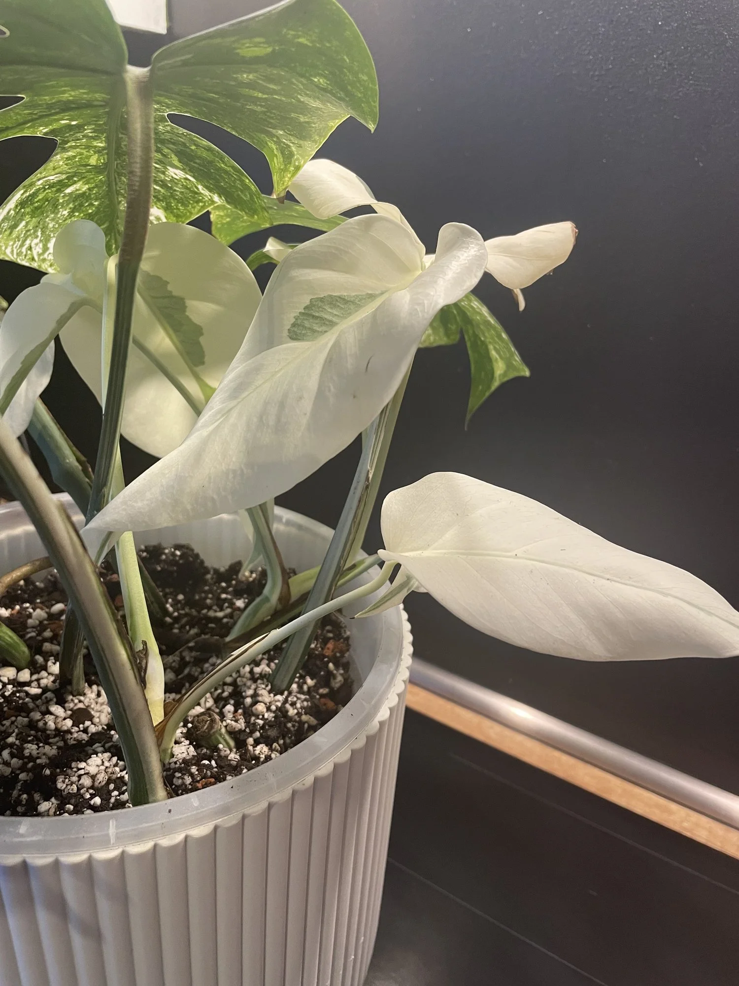 Monstera Steckling mit weißen kleinen Blättern