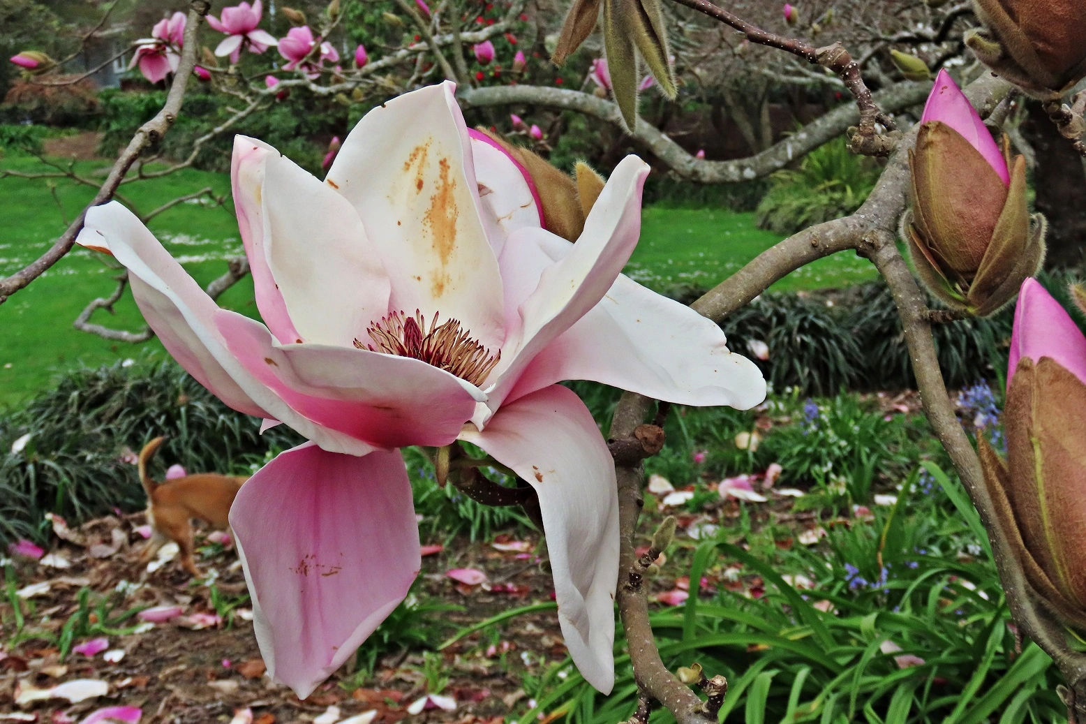 IMG_2868 v.webp