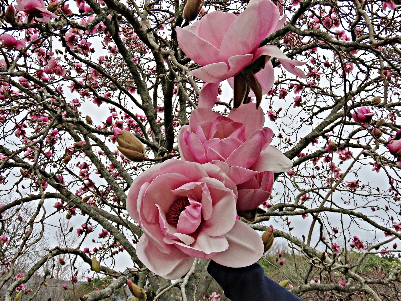 IMG_2893 v.webp
