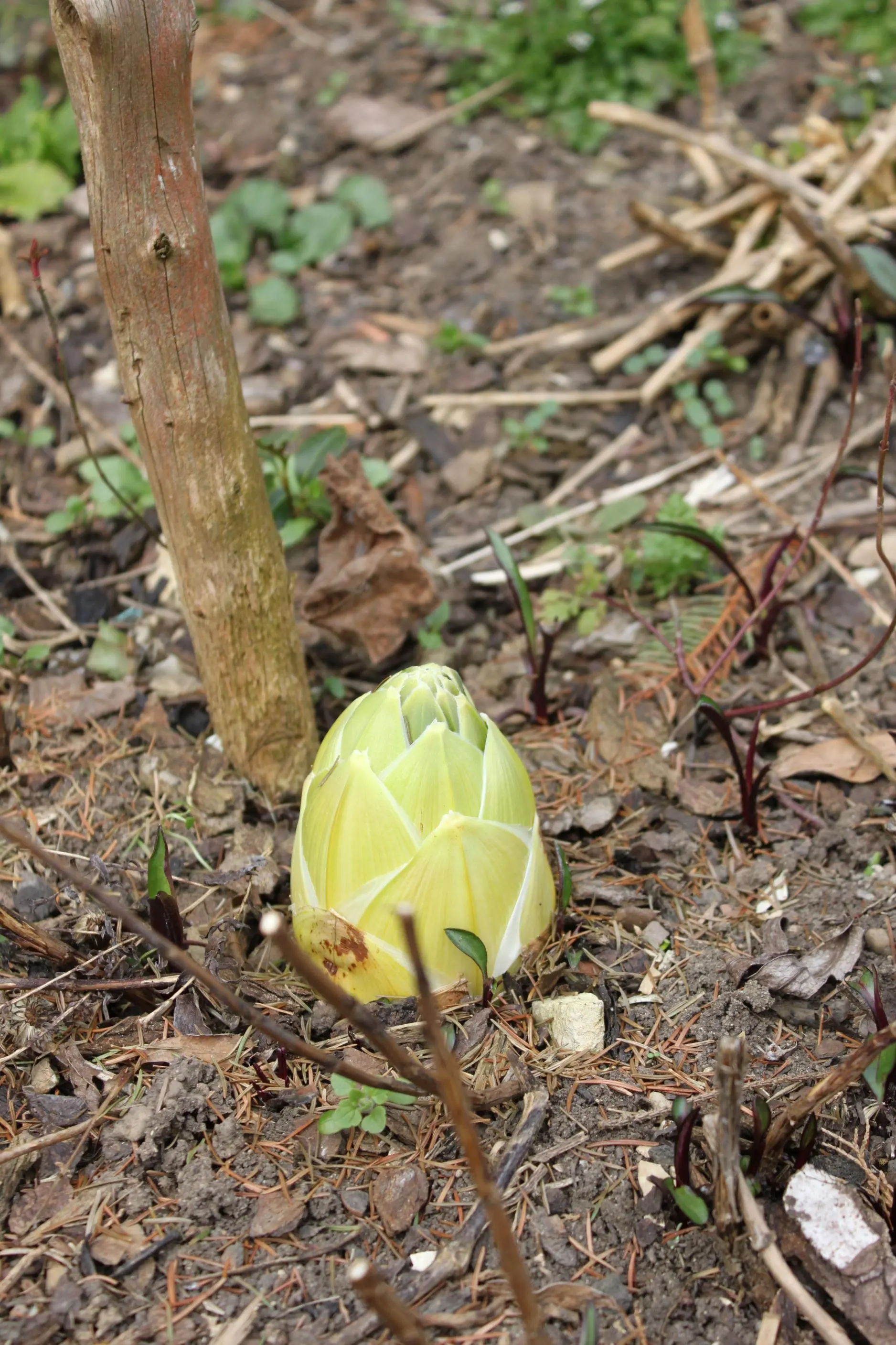 artischocke im Garten? was ist das?