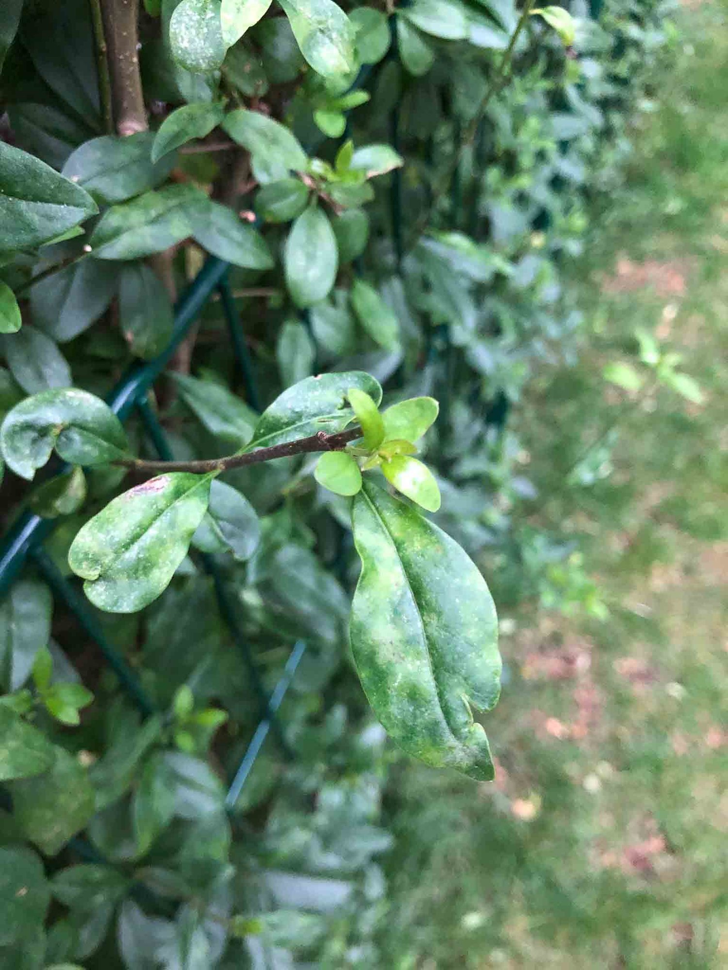 Krankheiten Bei Ligusterhecke
