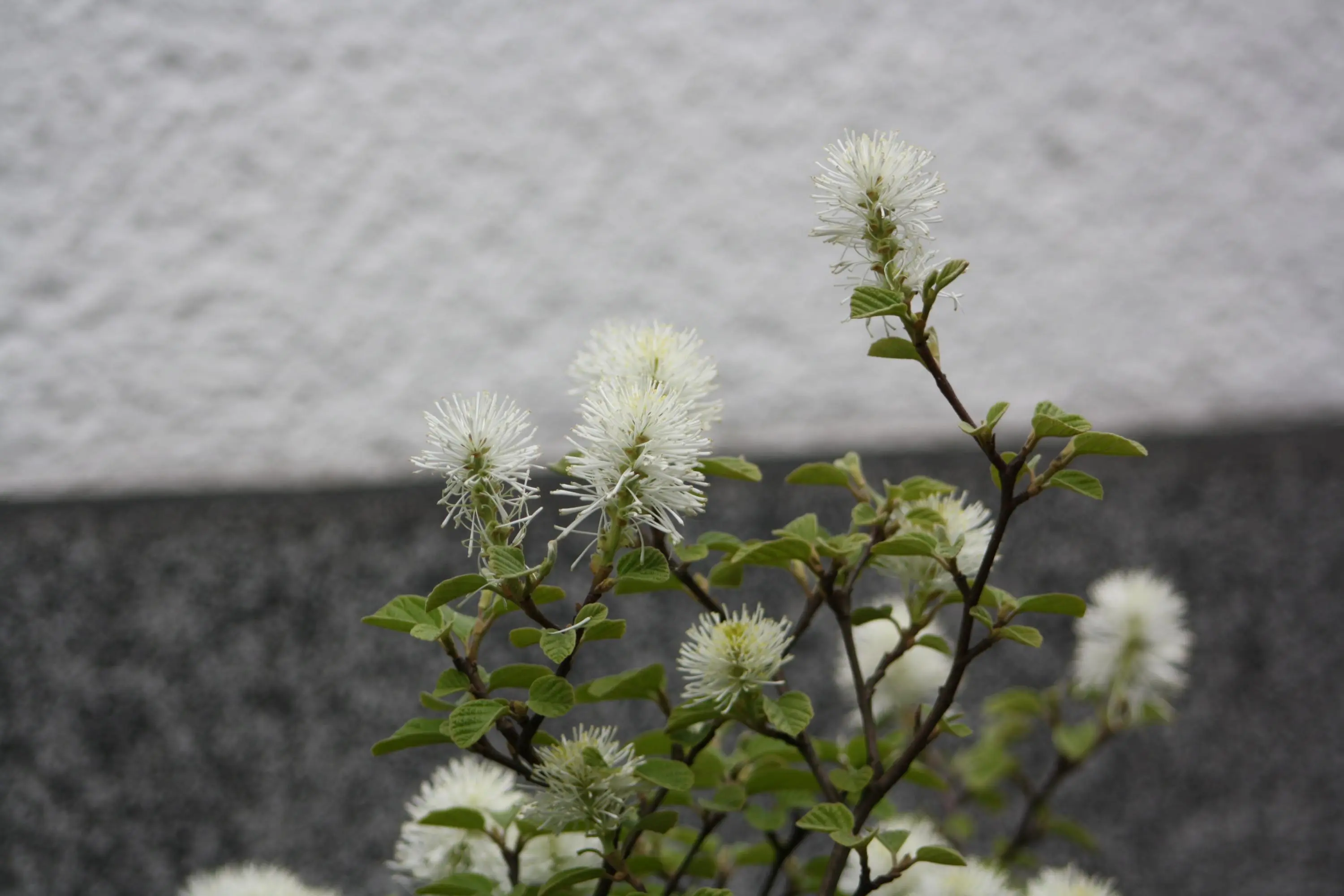 welcher Busch / Strauch