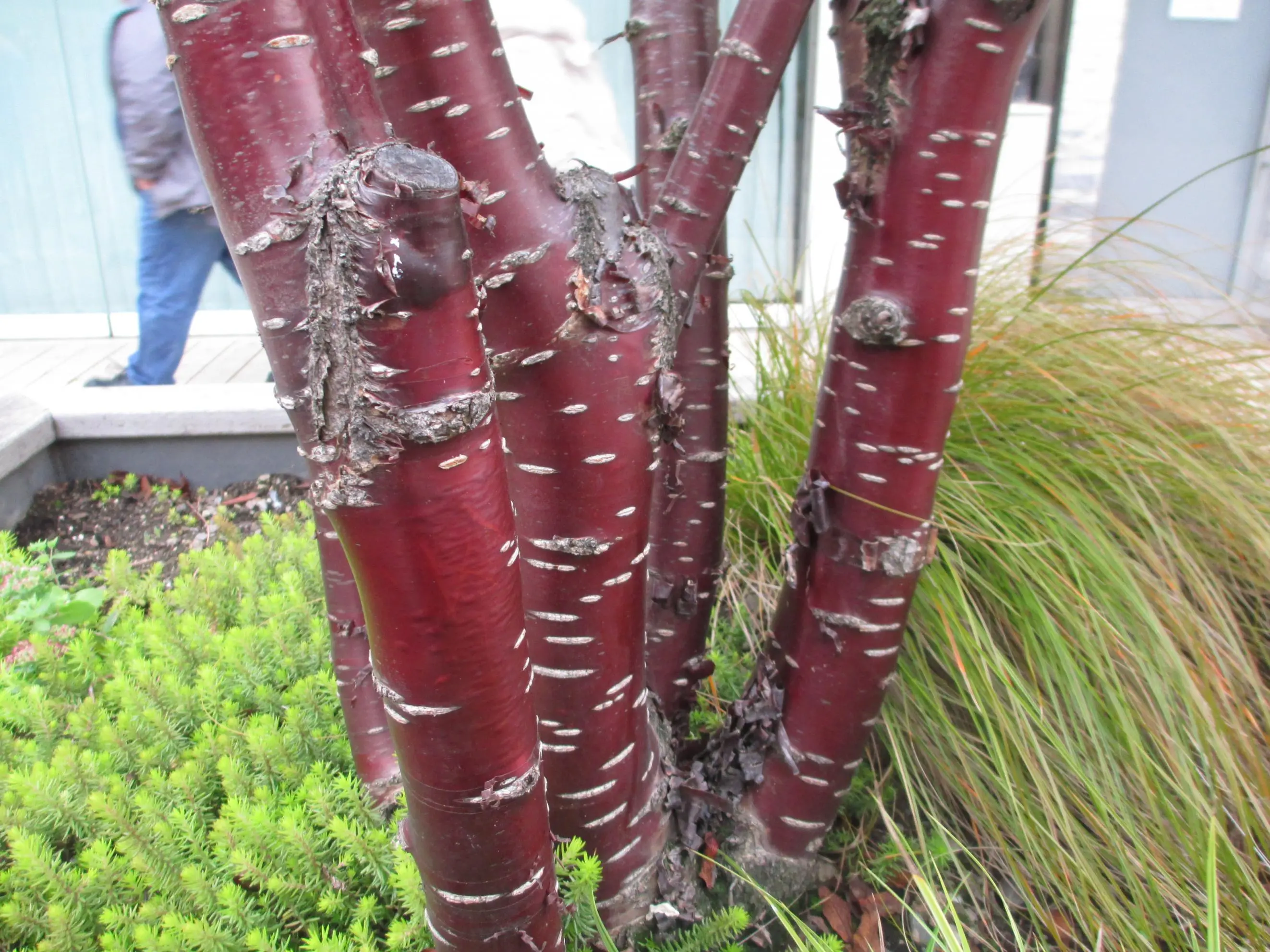 Baum/Strauch mit wunderschöner roter Rinde - Hausgarten.net