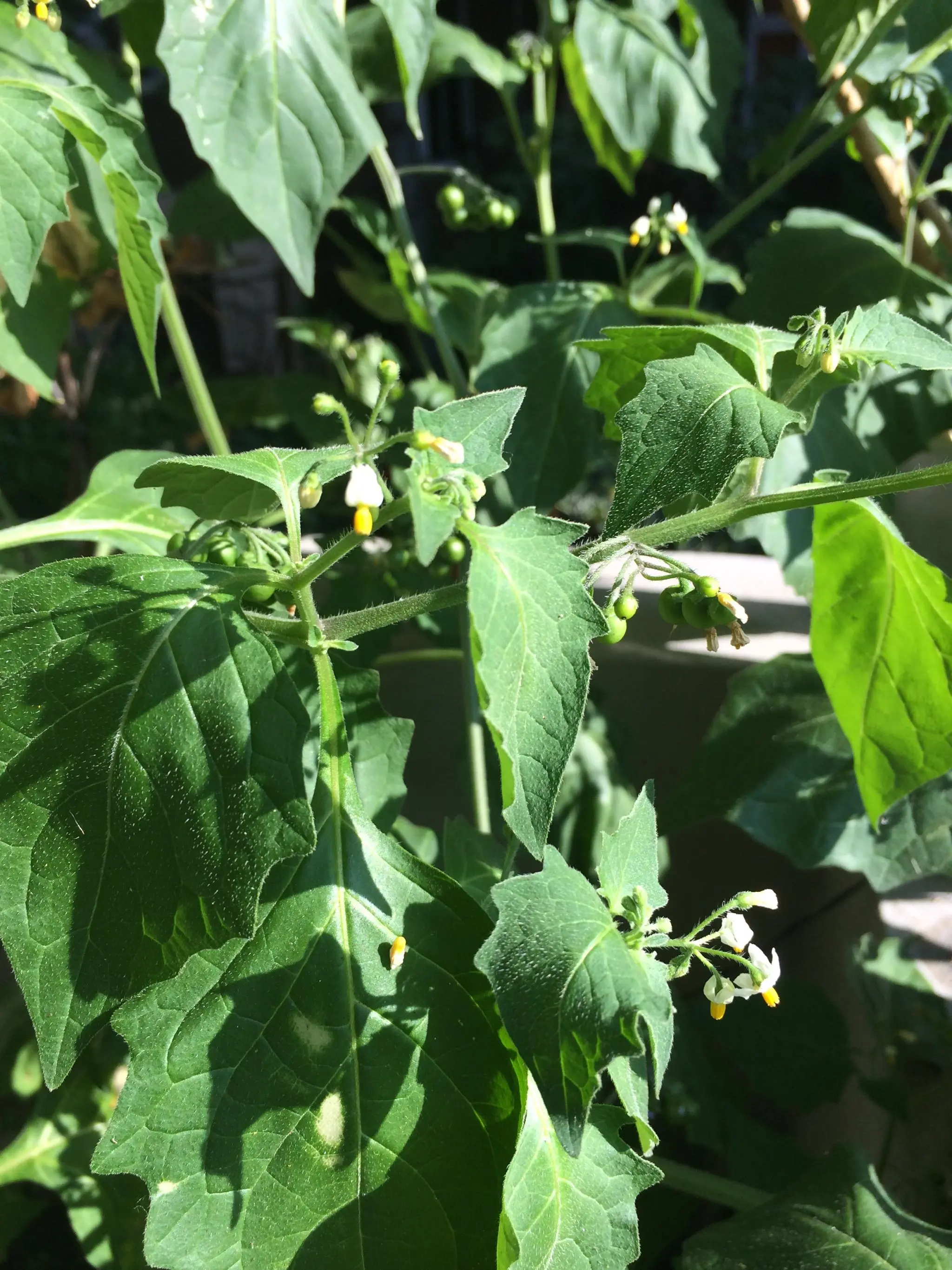 Gelöst Schwarzer Nachtschatten (Solanum nigrum)