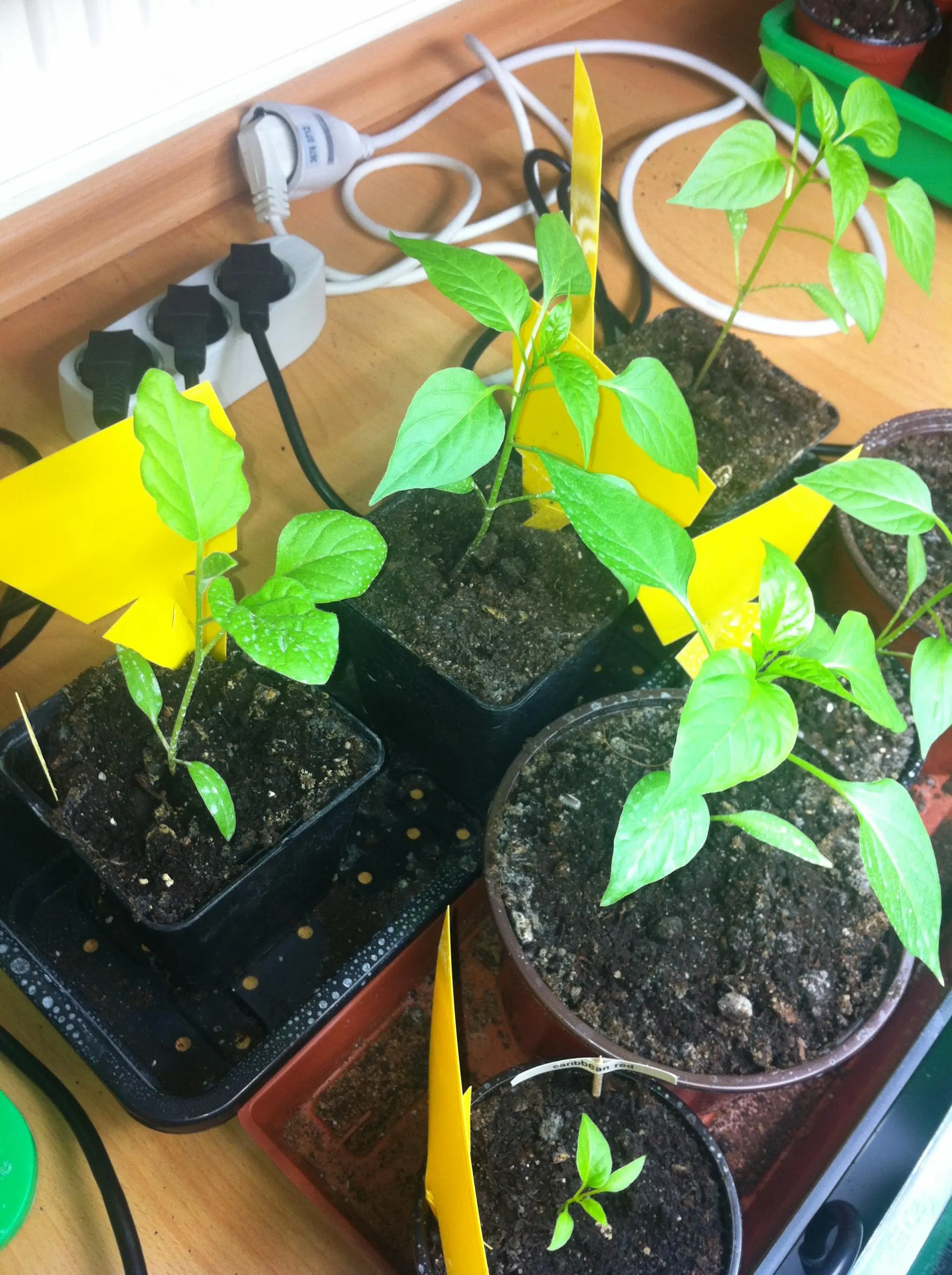 Pflanze befallen? Monstera Blätter verfärben sich? (Pflanzenpflege)