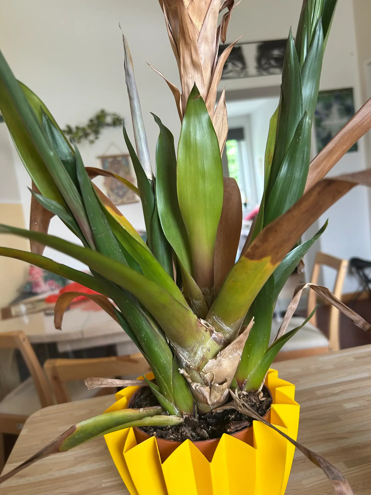 dracena surprise Dracaena ‘Lemon Surprise’ 6