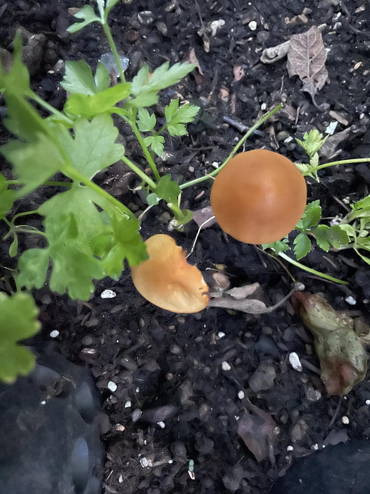 Pilze im Hochbeet
