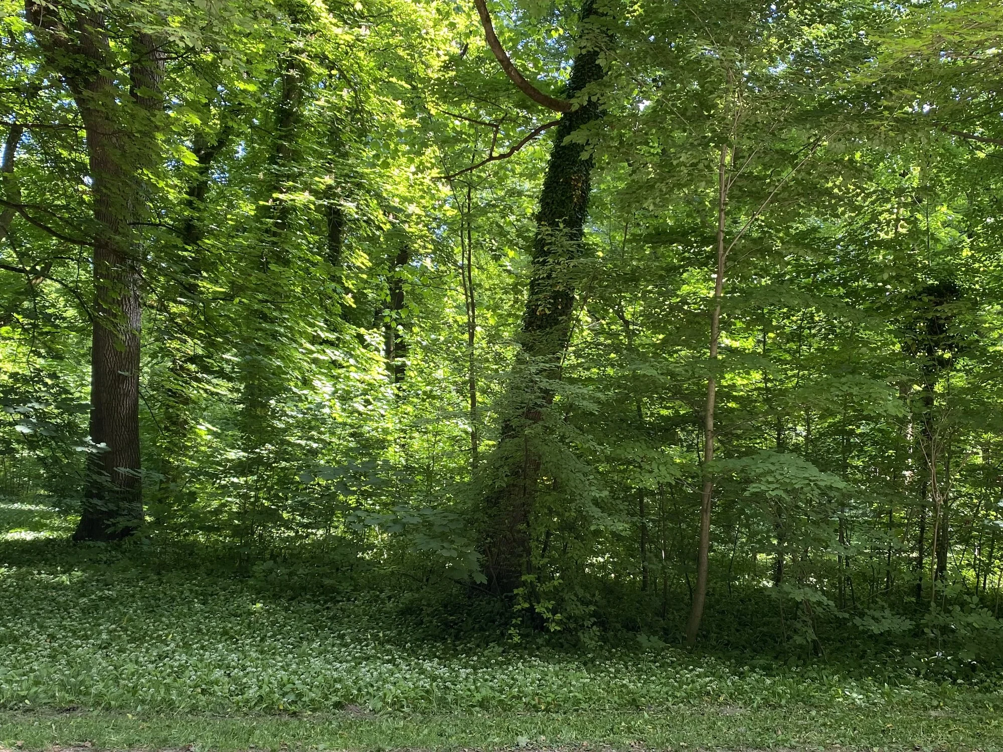 IMG_4267.jpeg
