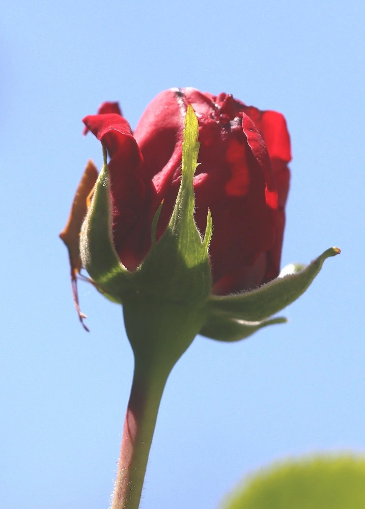 IMG_4299.JPG