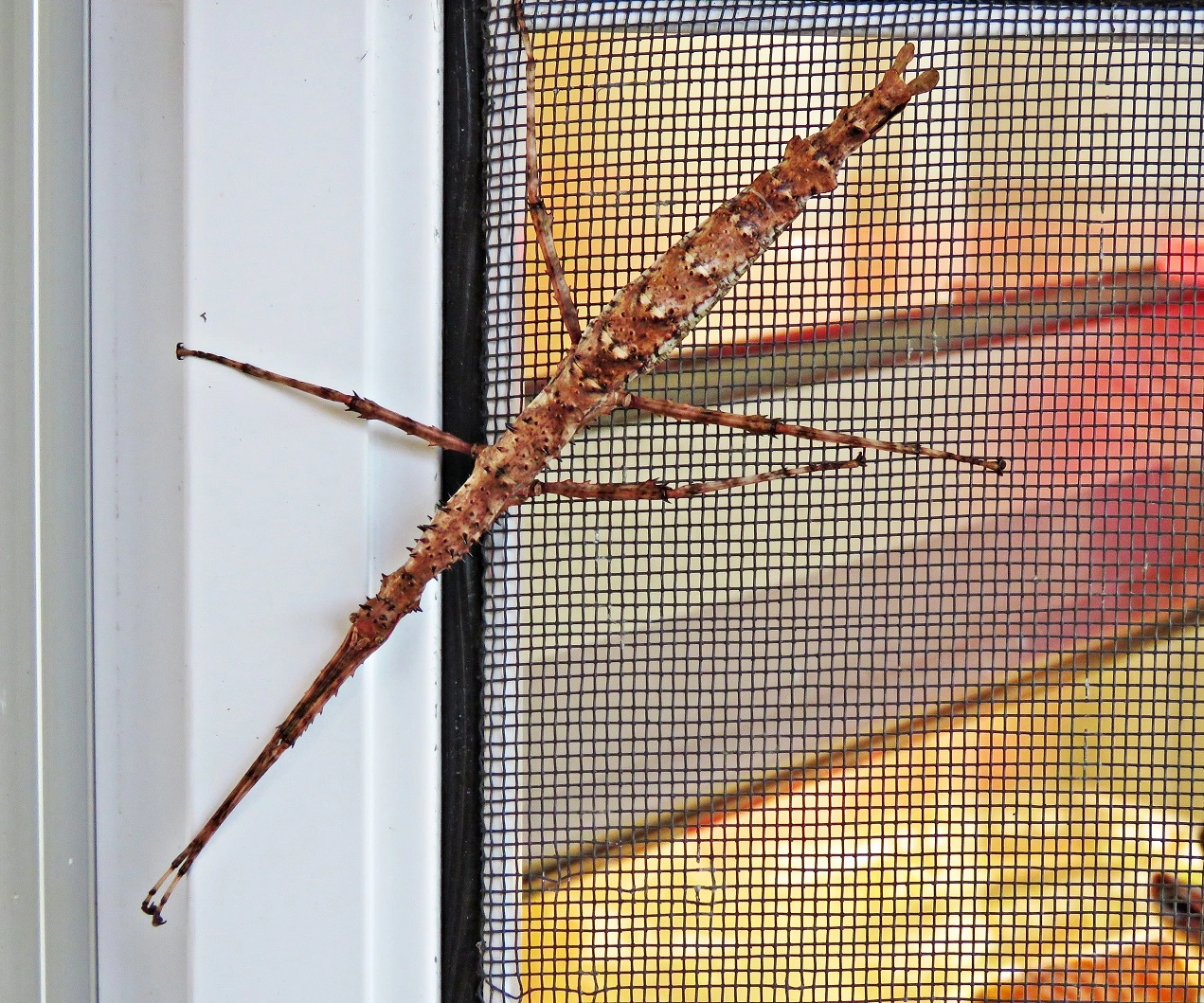 IMG_4444 v (2).webp
