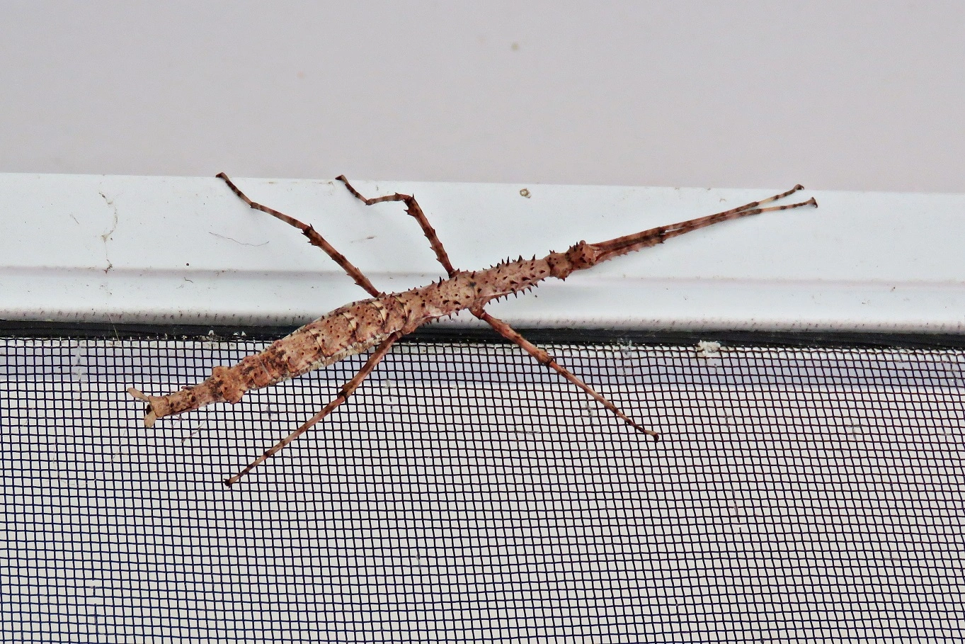 IMG_4454 v (2).webp