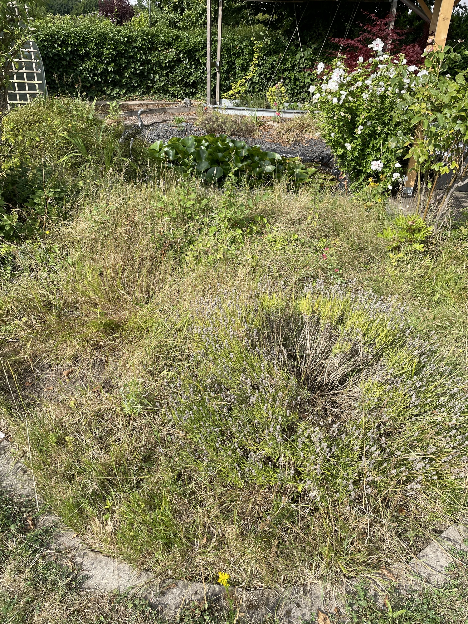 IMG_4509[1].webp
