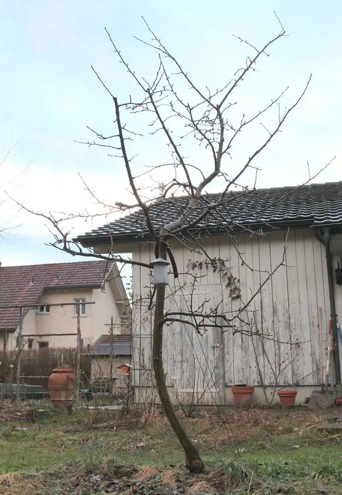 Kleiner Apfelbaum Schneiden?