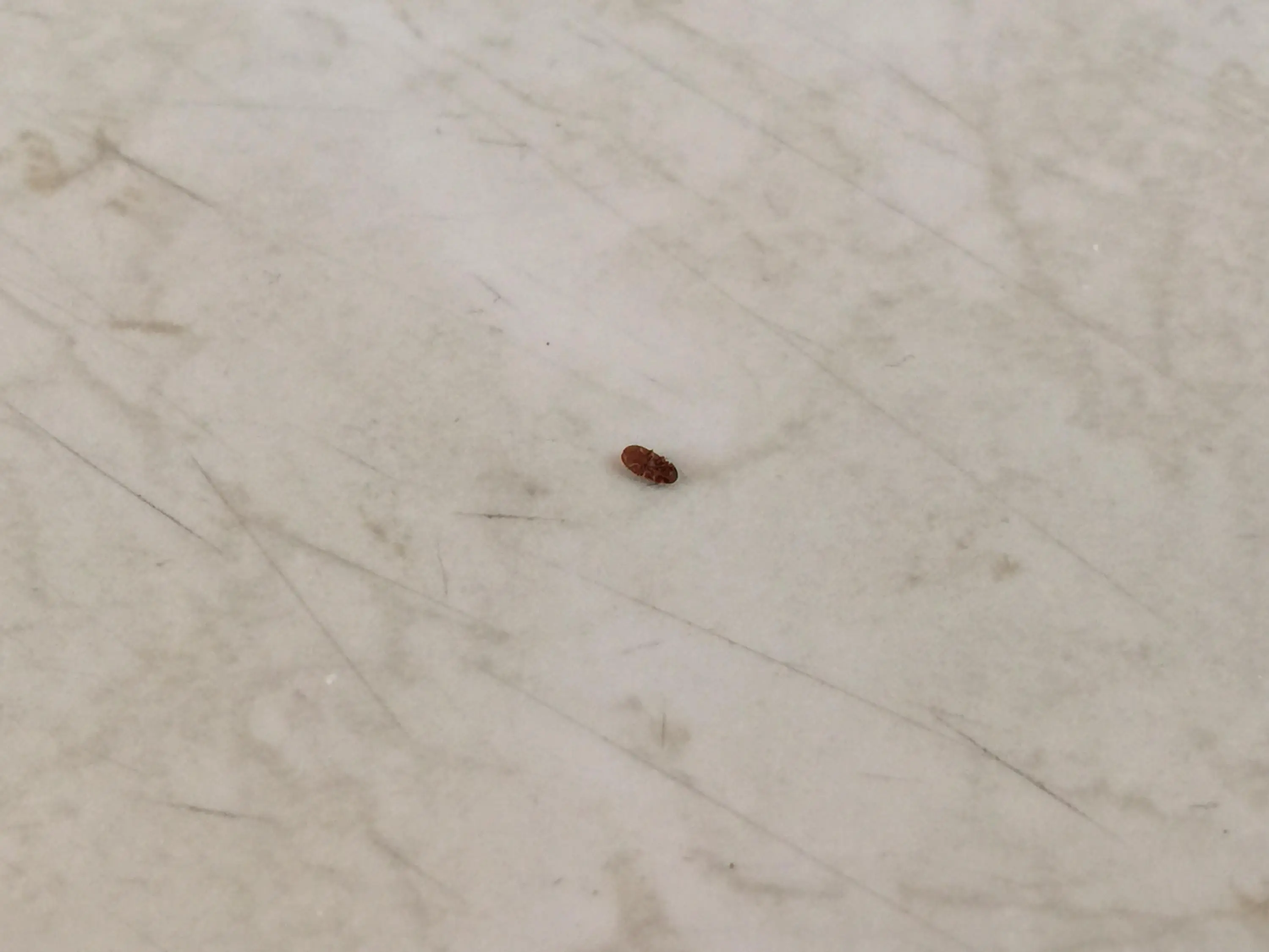 Kleine Käfer in Fensternähe