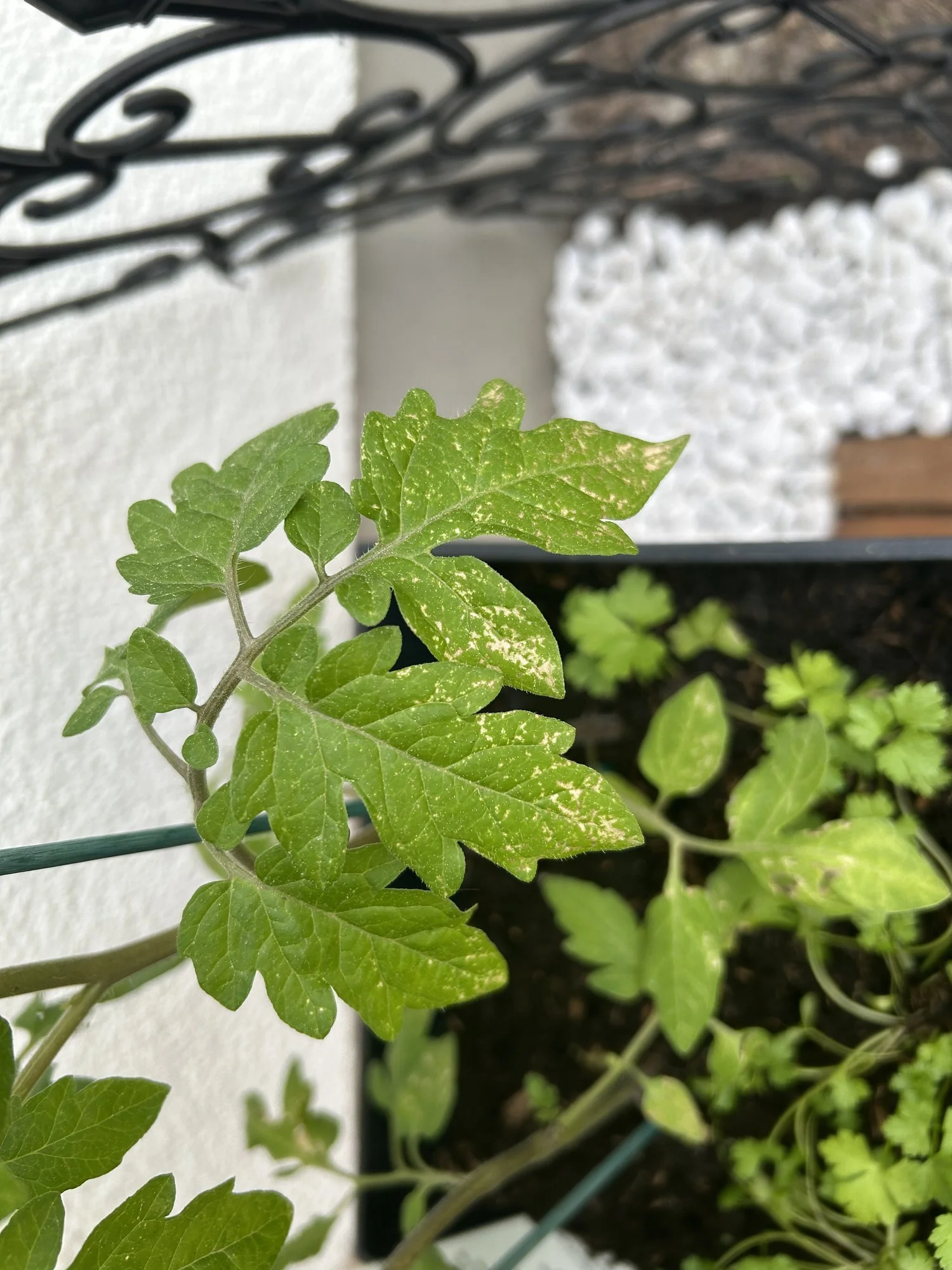Weiße Flecken Tomaten
