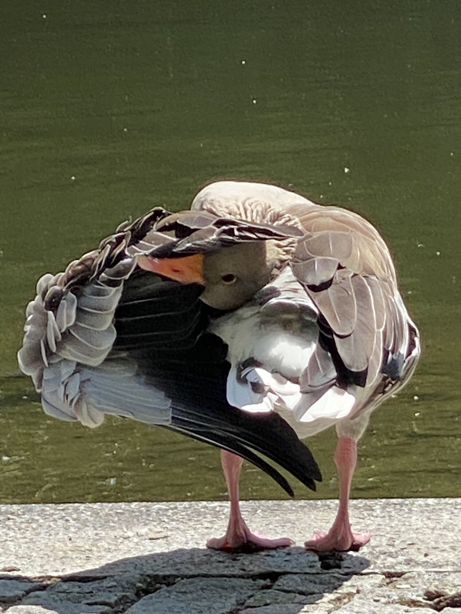 IMG_4664.jpeg