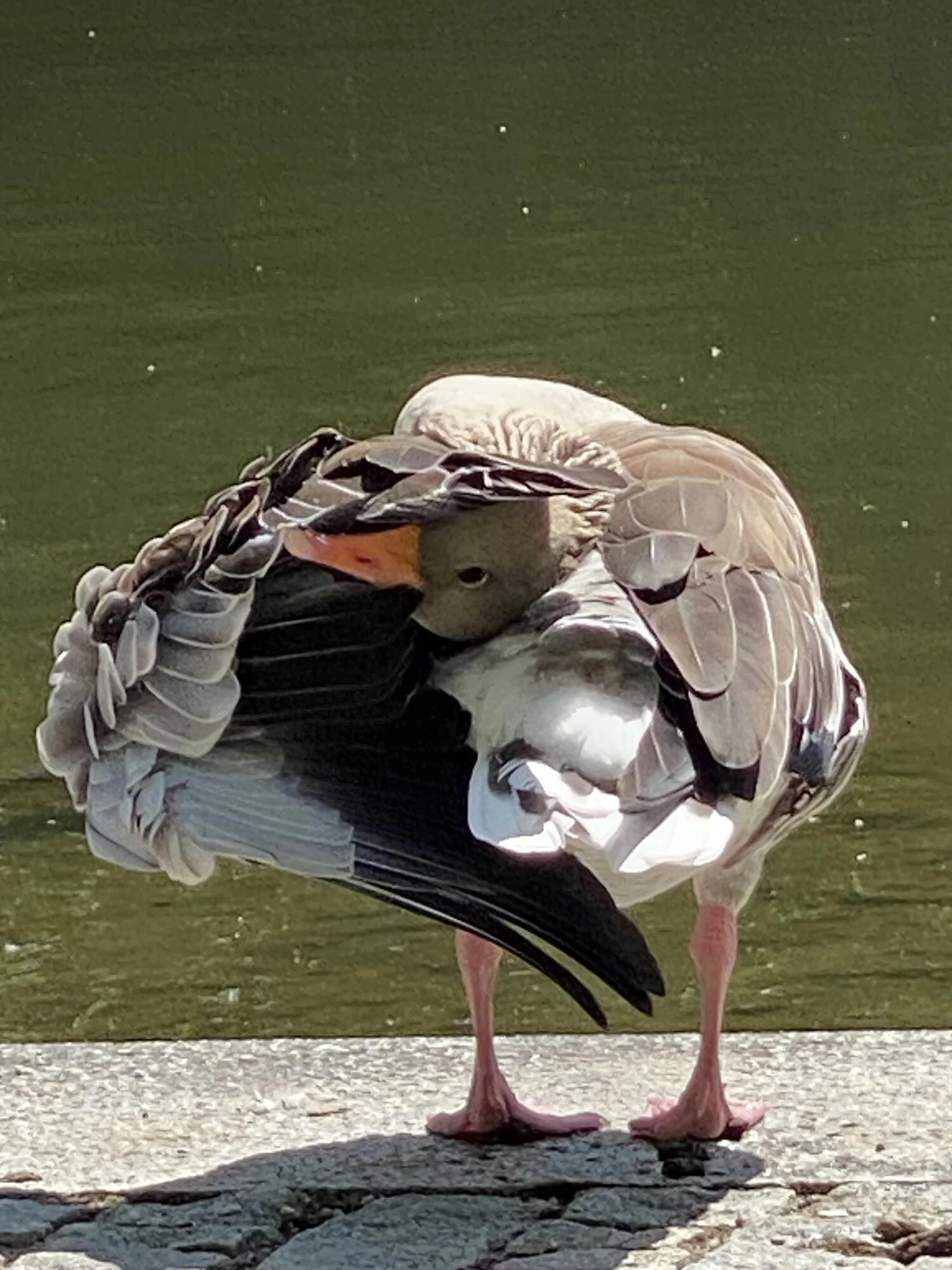 IMG_4664.jpeg