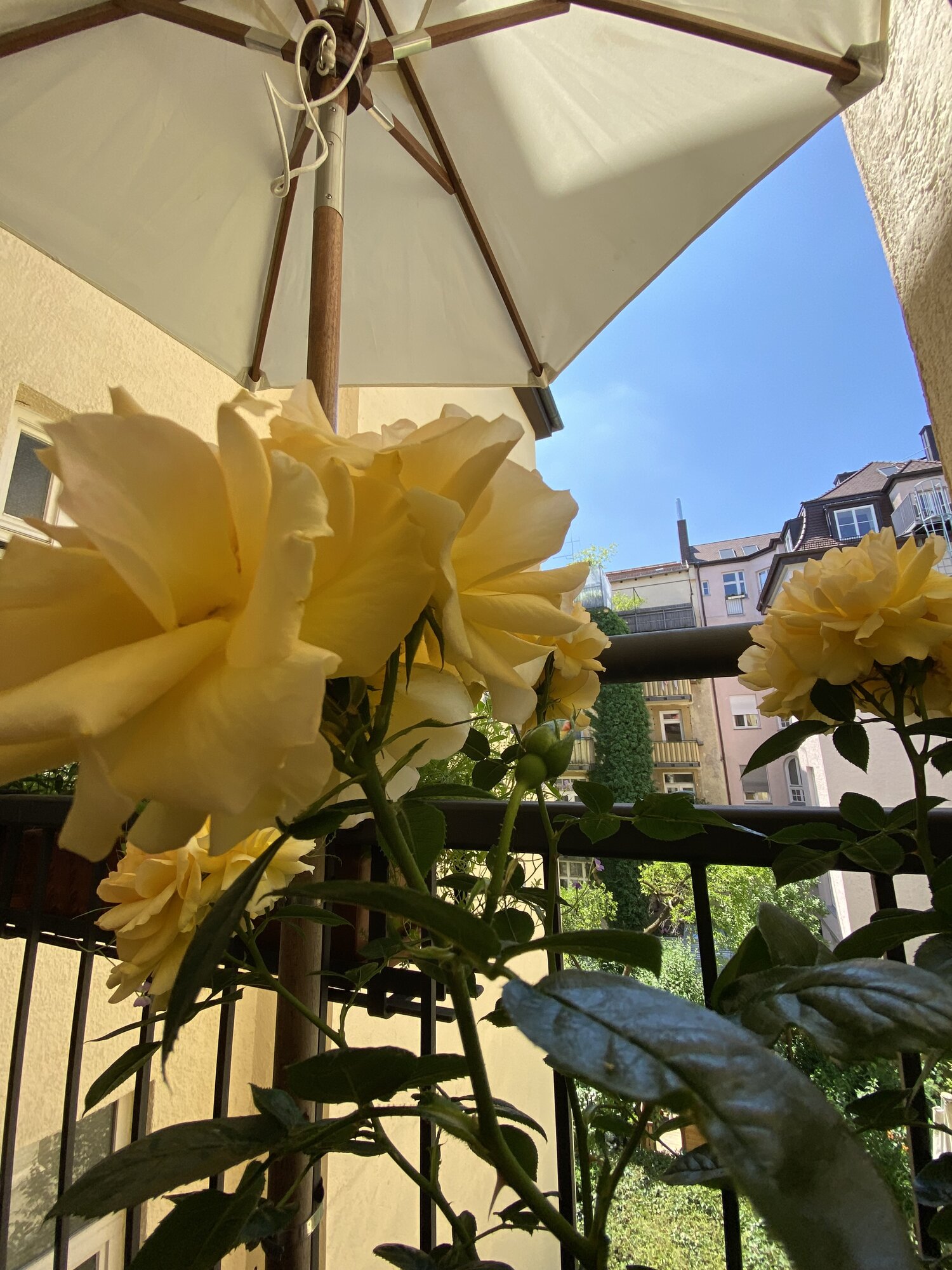 IMG_4687.jpeg