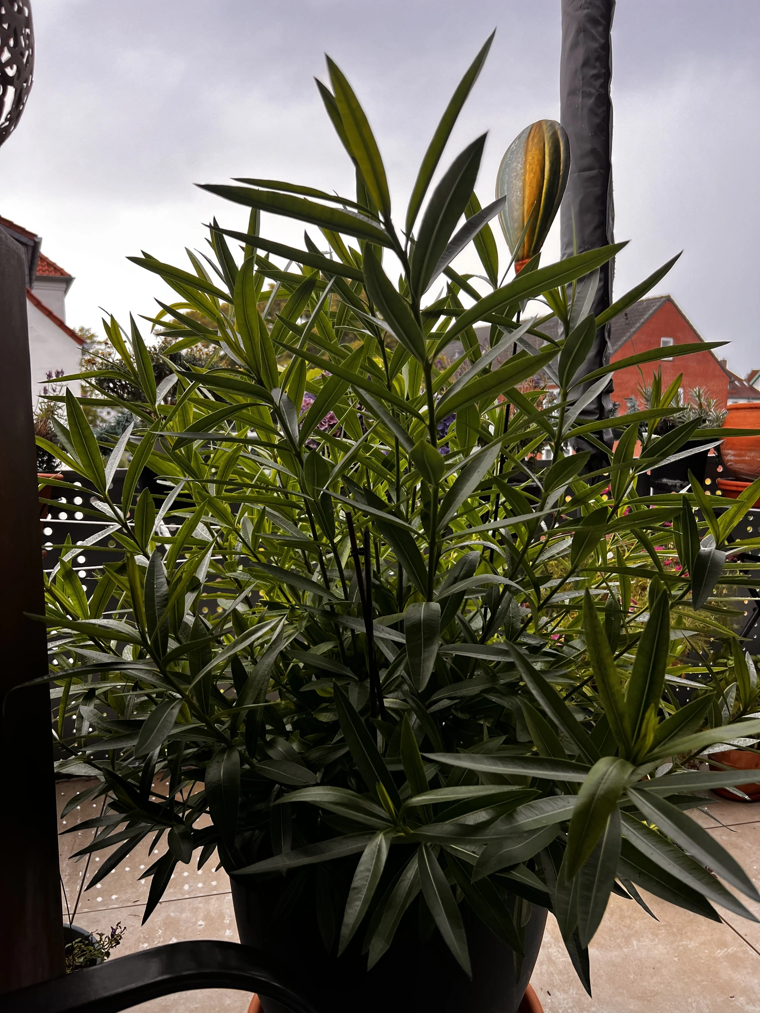 IMG_4772.webp