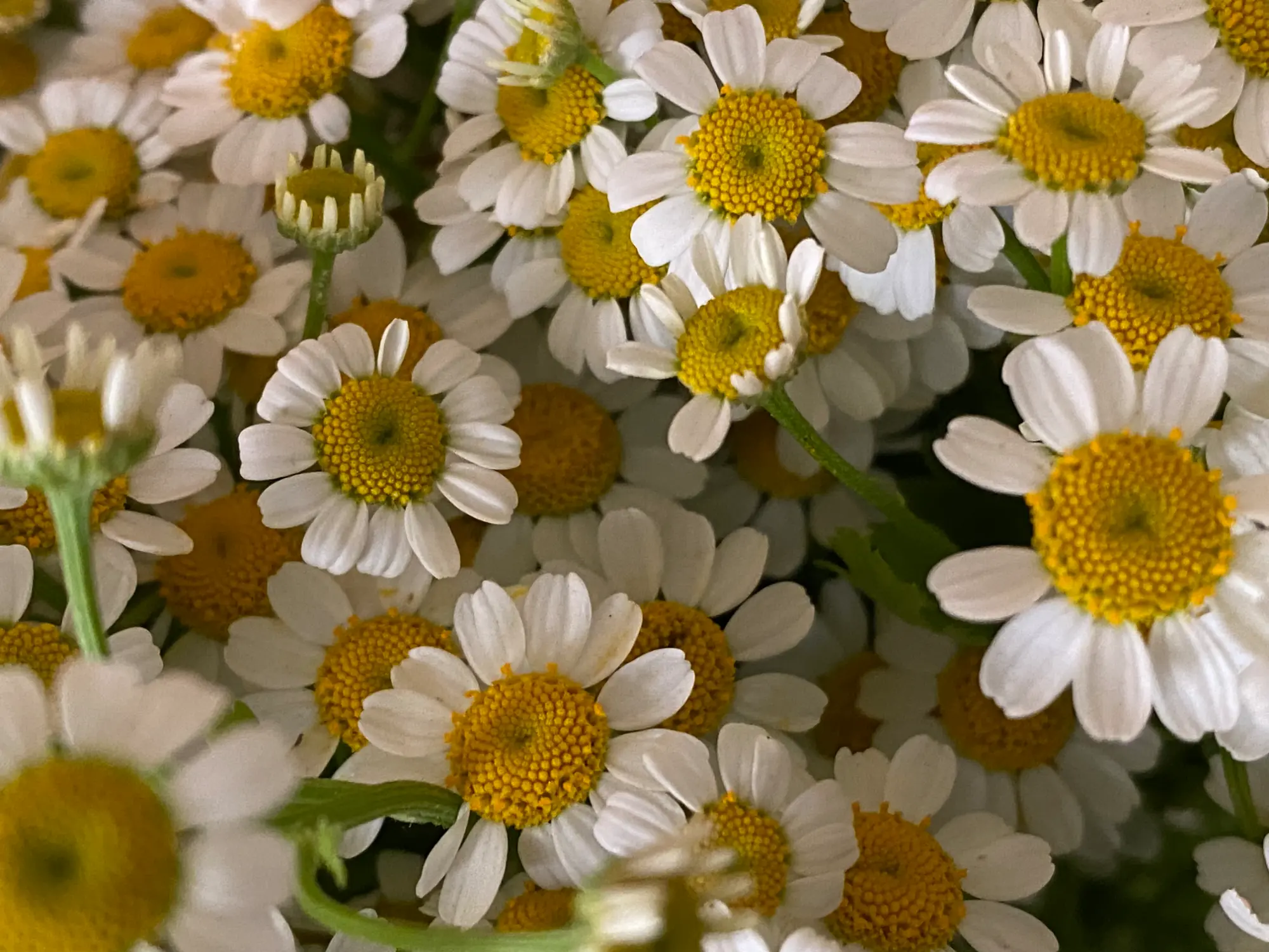 IMG_4945.webp