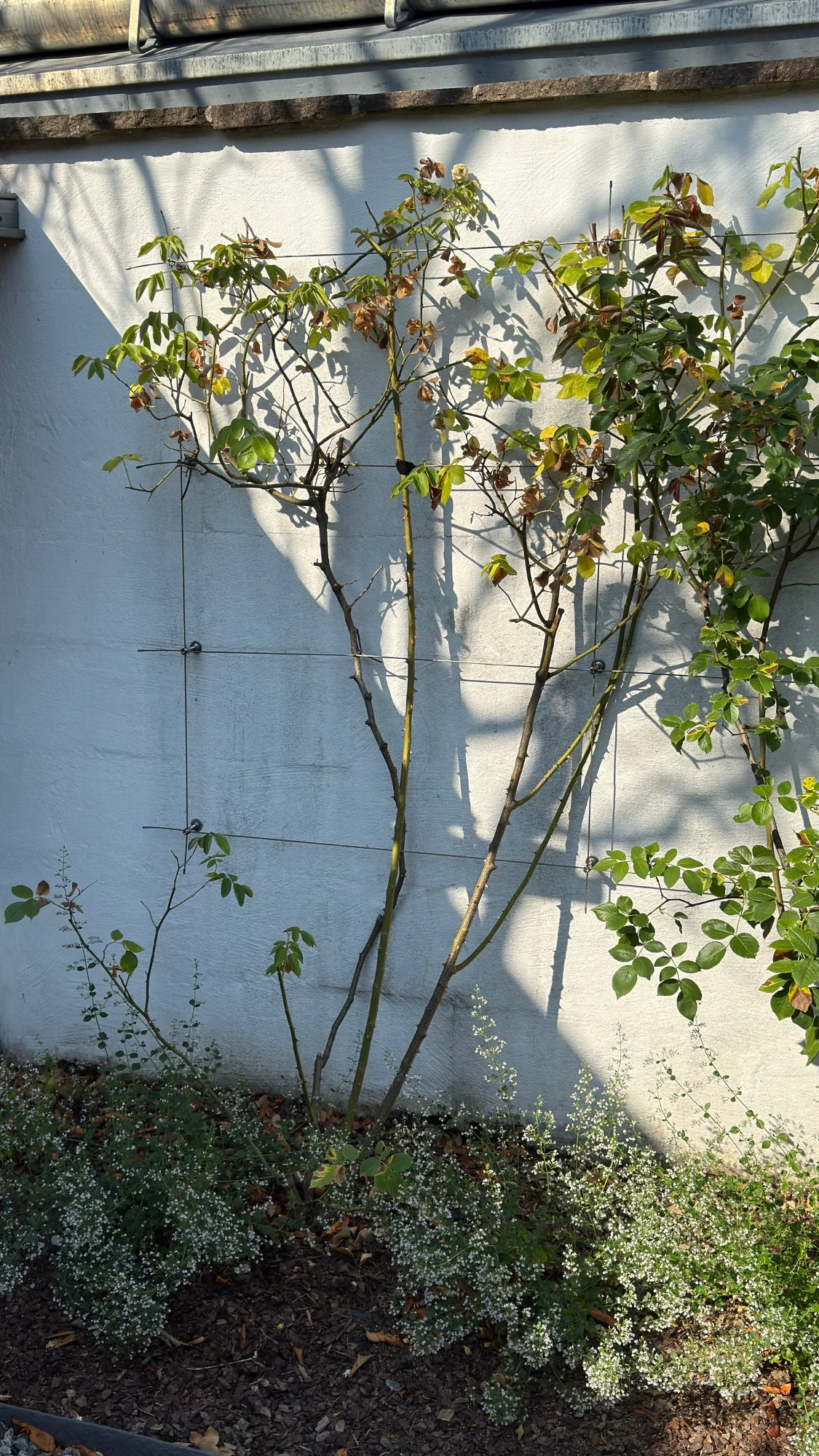 IMG_4959.webp