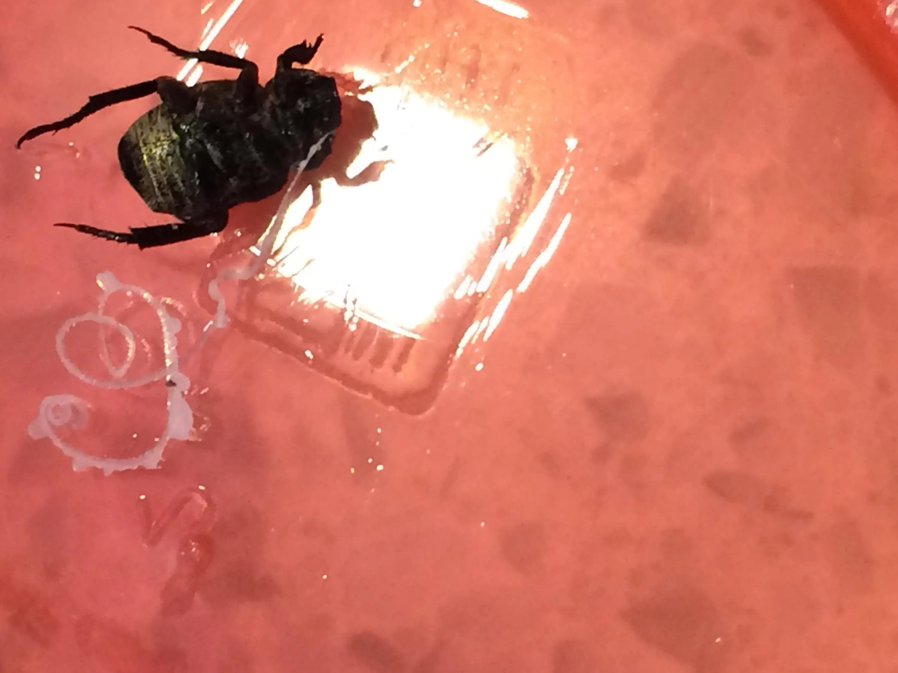 Käfer im Rasen?