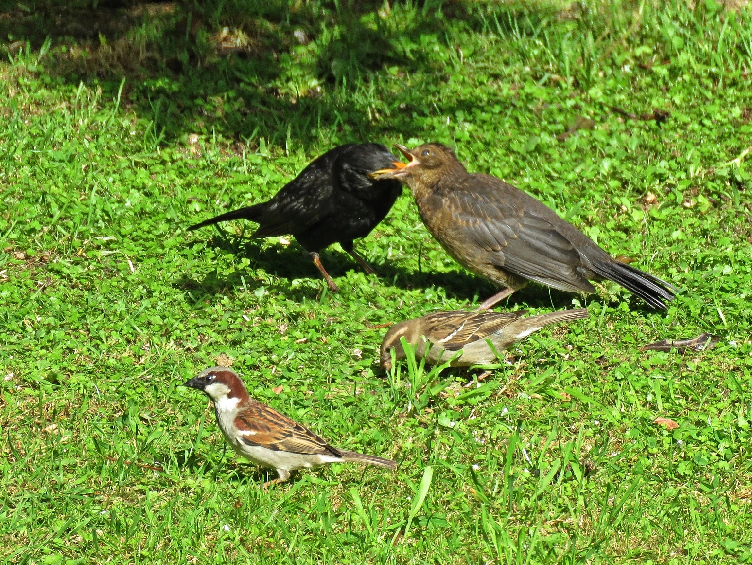 IMG_5293 - Copy.webp