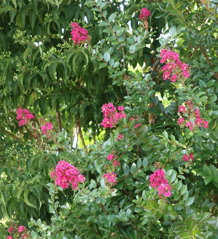 IMG_5499.webp