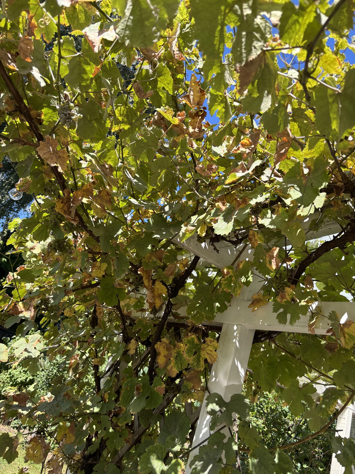 IMG_5696.webp