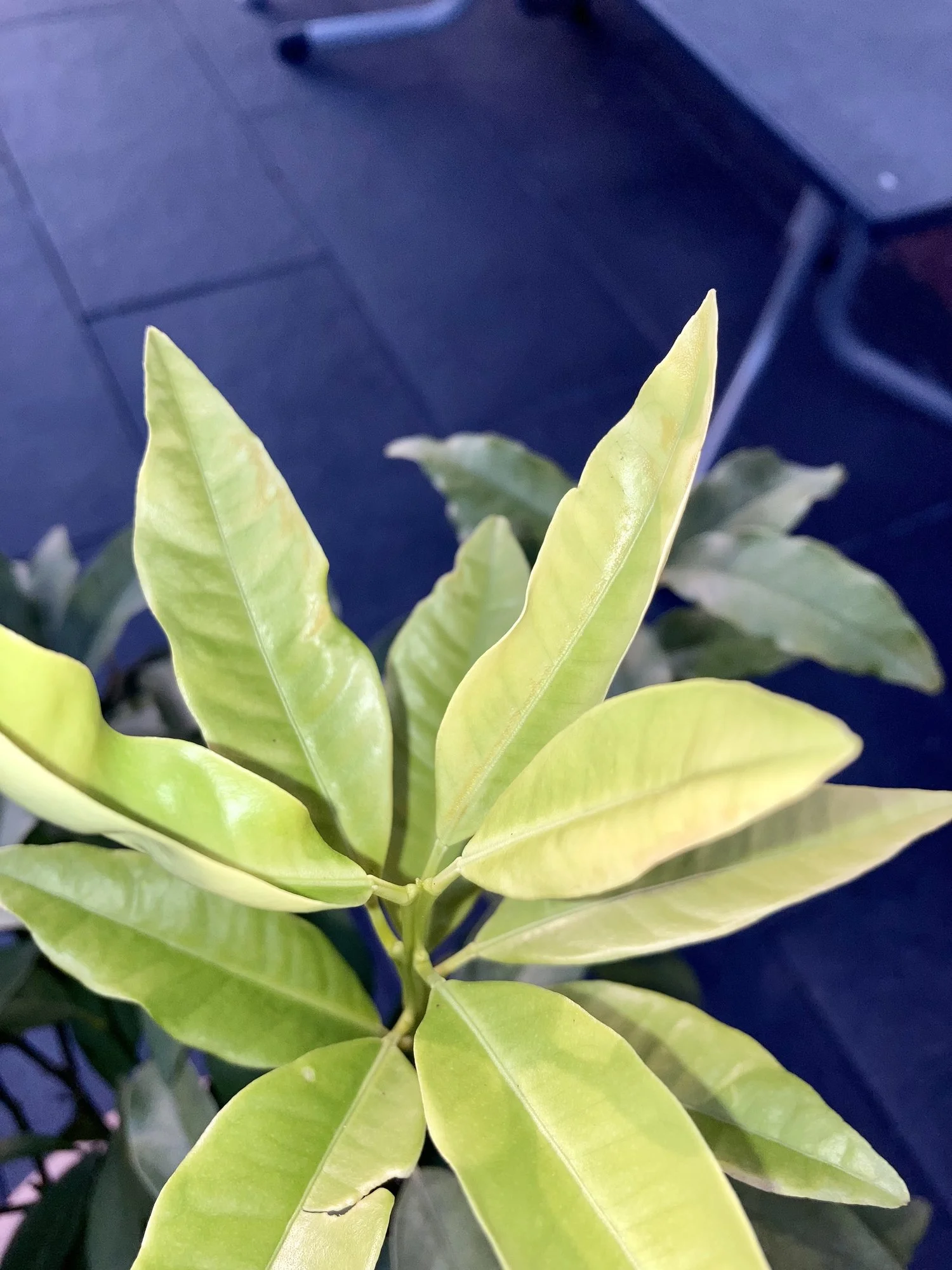 IMG_5763.jpeg