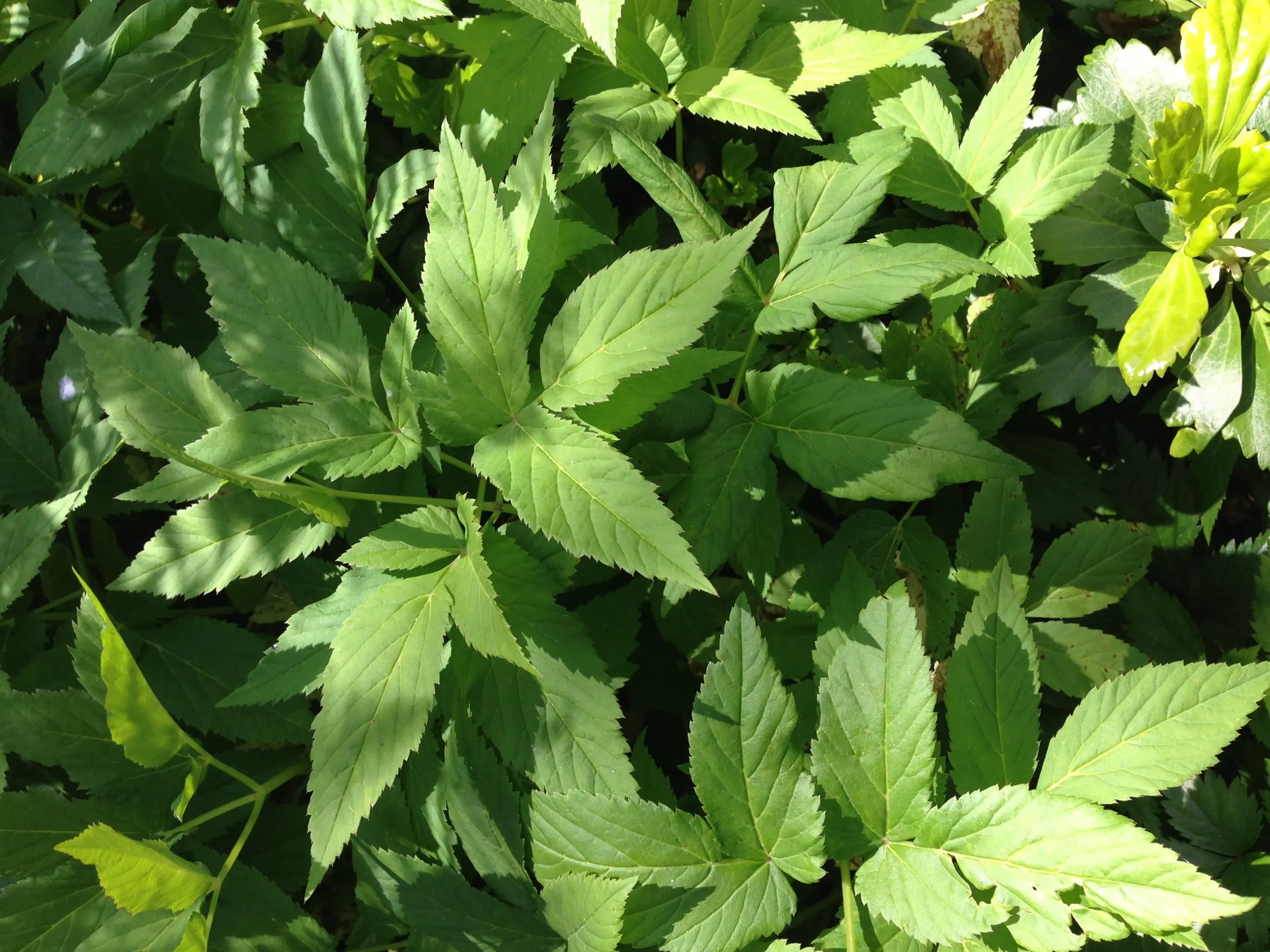 Was ist das für ein Kraut?