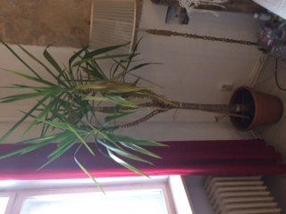 Yucca Palme bekommt gelbe Blätter und kippt; umtopfen?