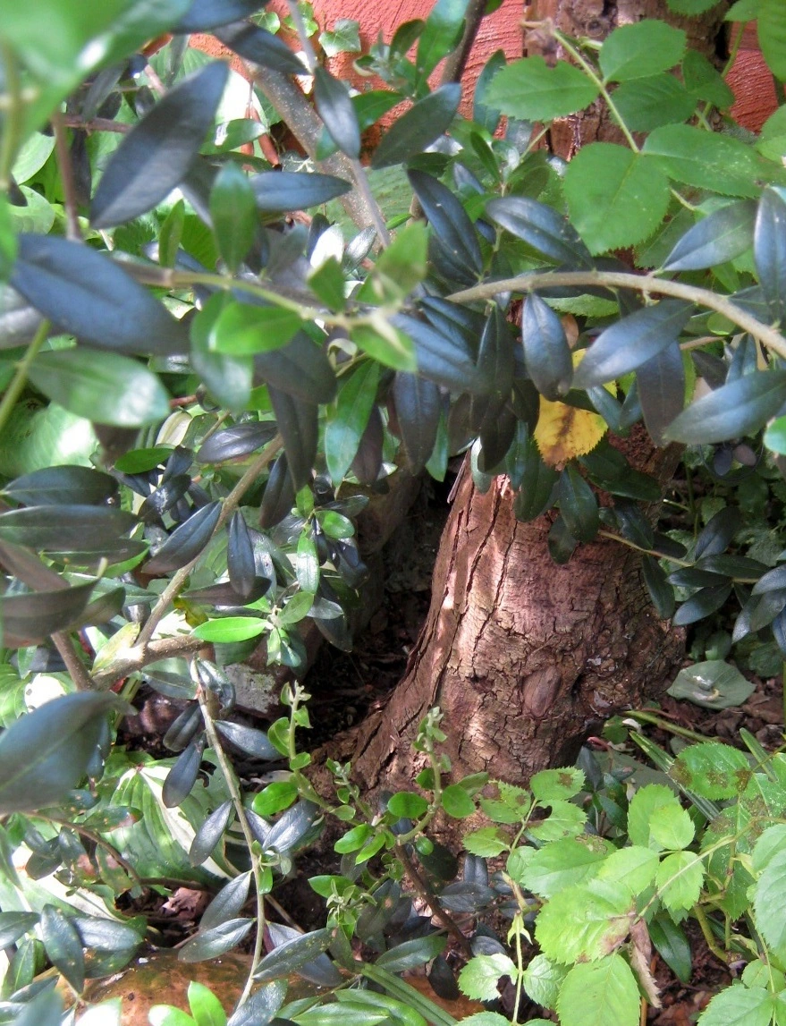 wie behandle ich meinen Olivenbaum richtig?? - Hausgarten.net