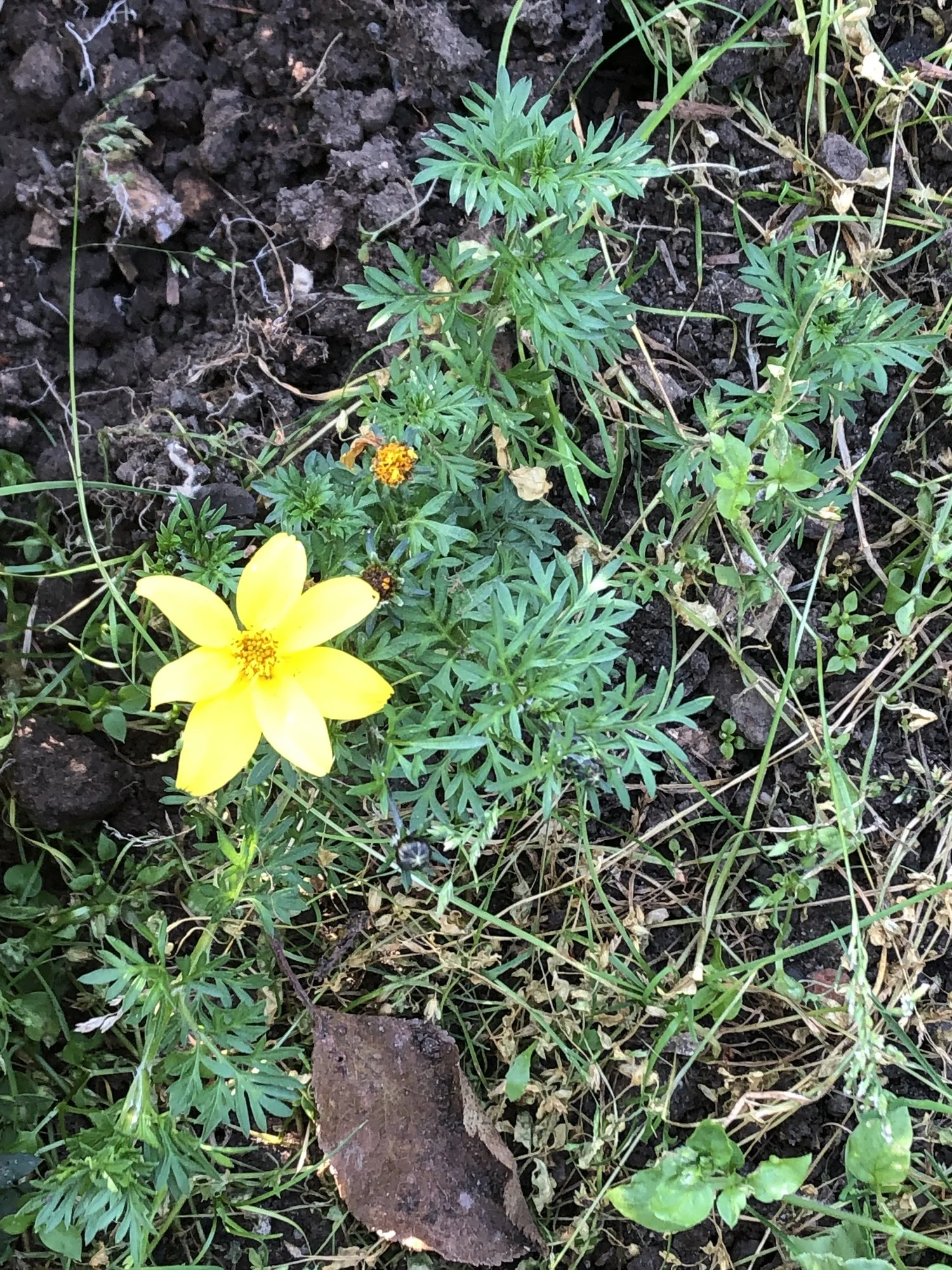 Gelöst Wie heißt diese Blume? Zweizahn