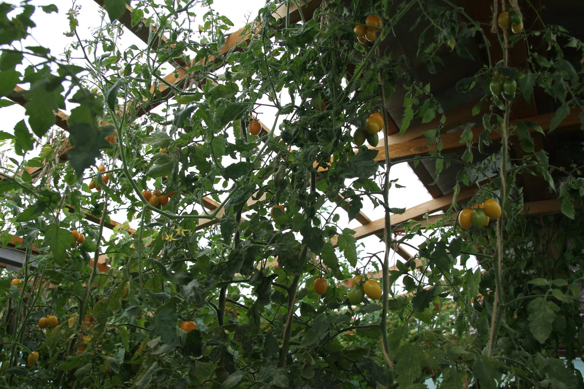 IMG_6556.webp
