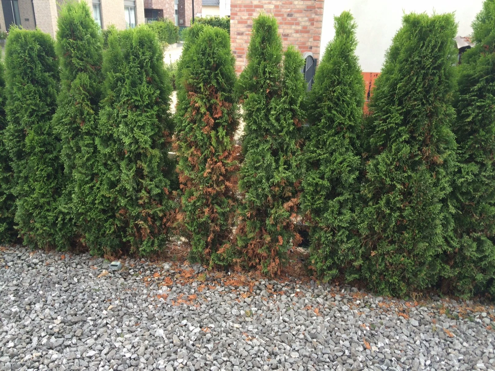 Warum wird Thuja Smaragd Hecke stellenweise braun?