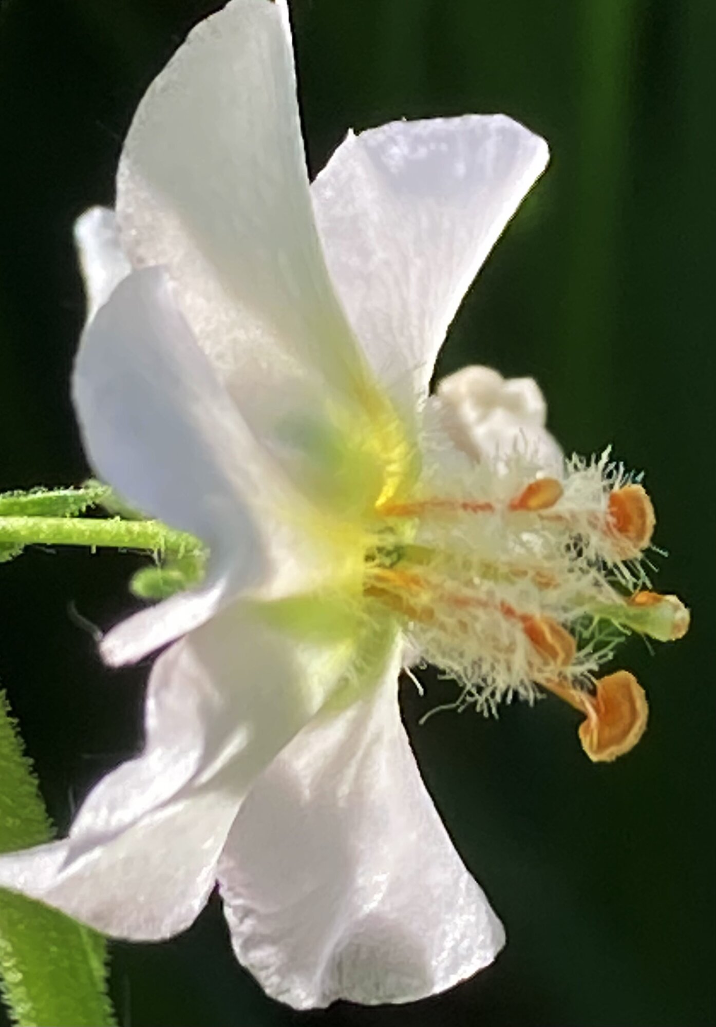 IMG_6797.jpeg