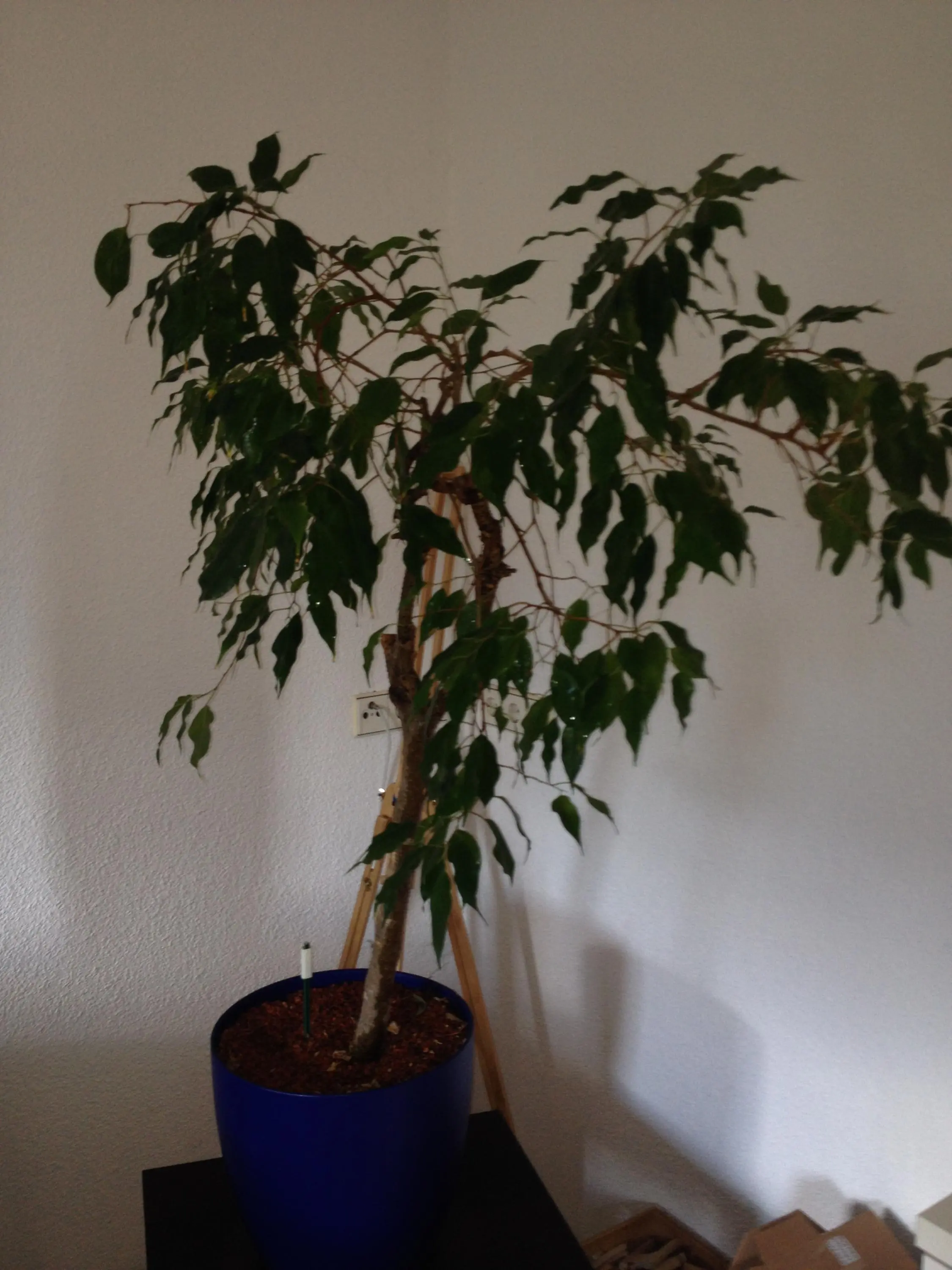 Rettung Ficus Benjamini