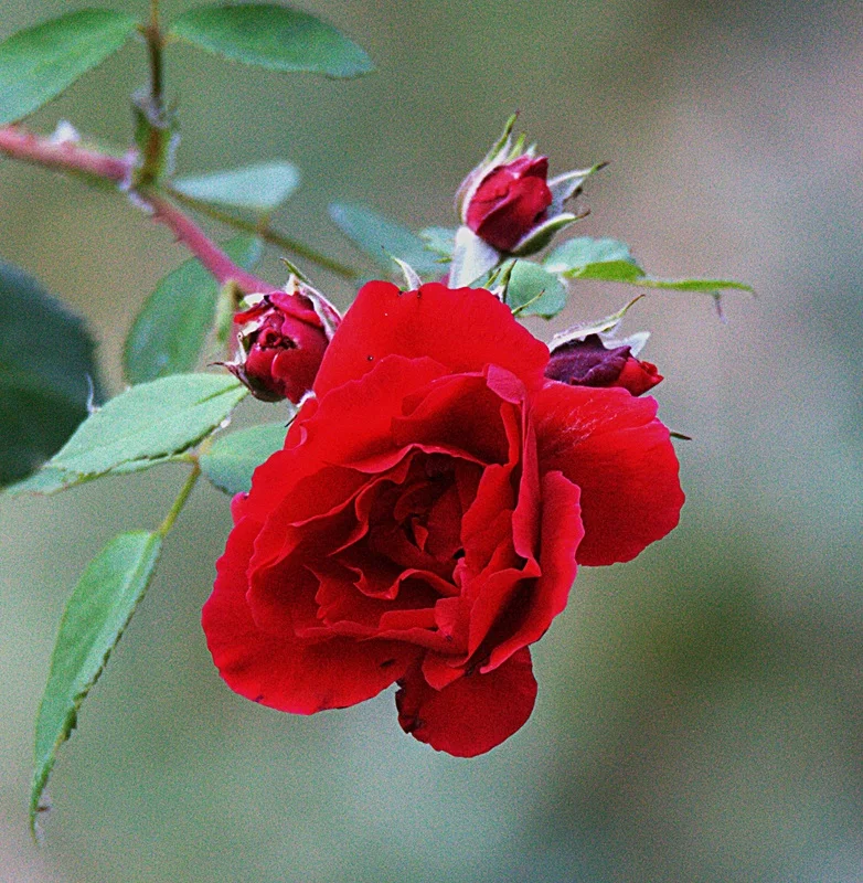 IMG_6921.webp