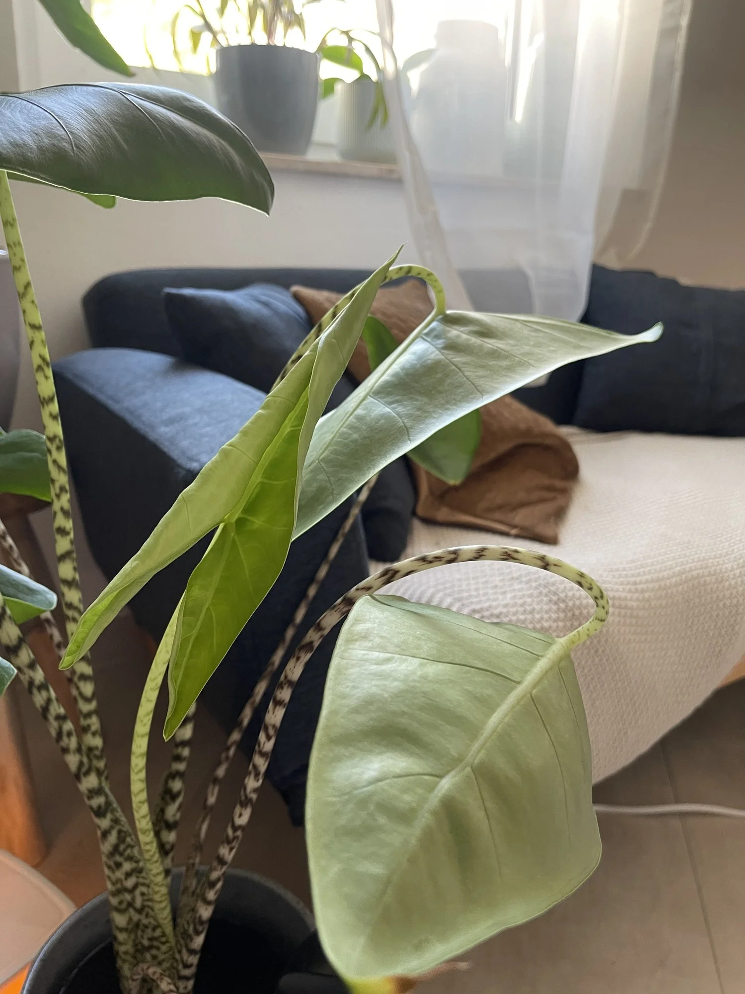Wieso drehen sich die Blätter meiner Alocasia zebrina?