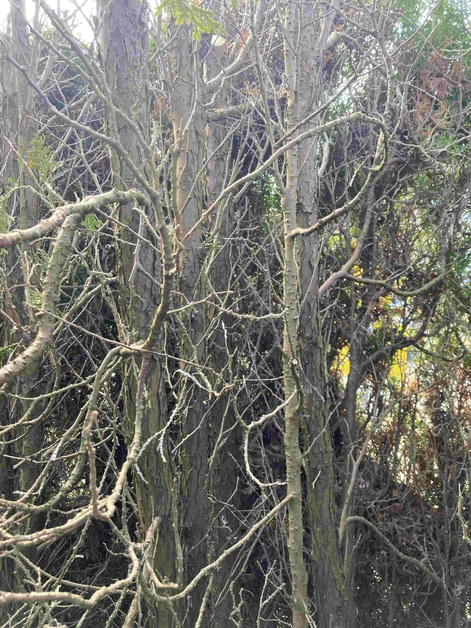 Thuja Pflege/ Schnitt von innen?
