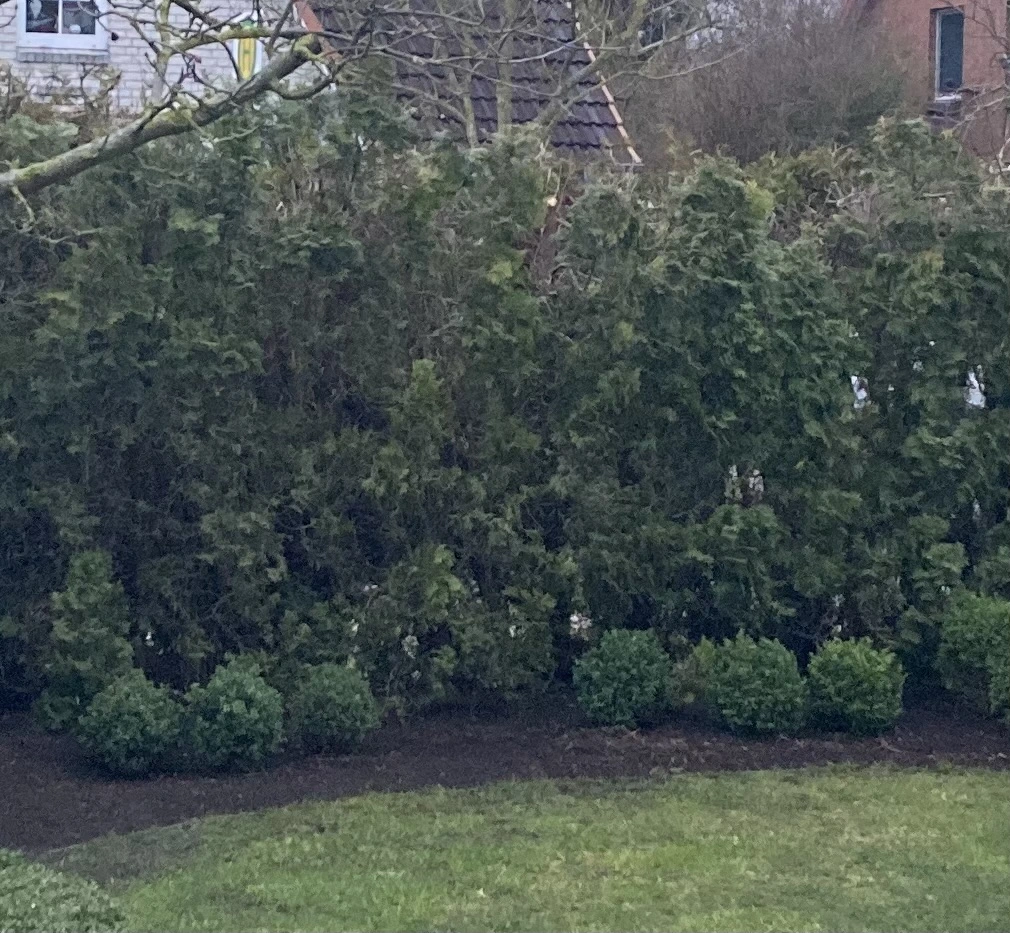 Thuja Pflege/ Schnitt von innen?