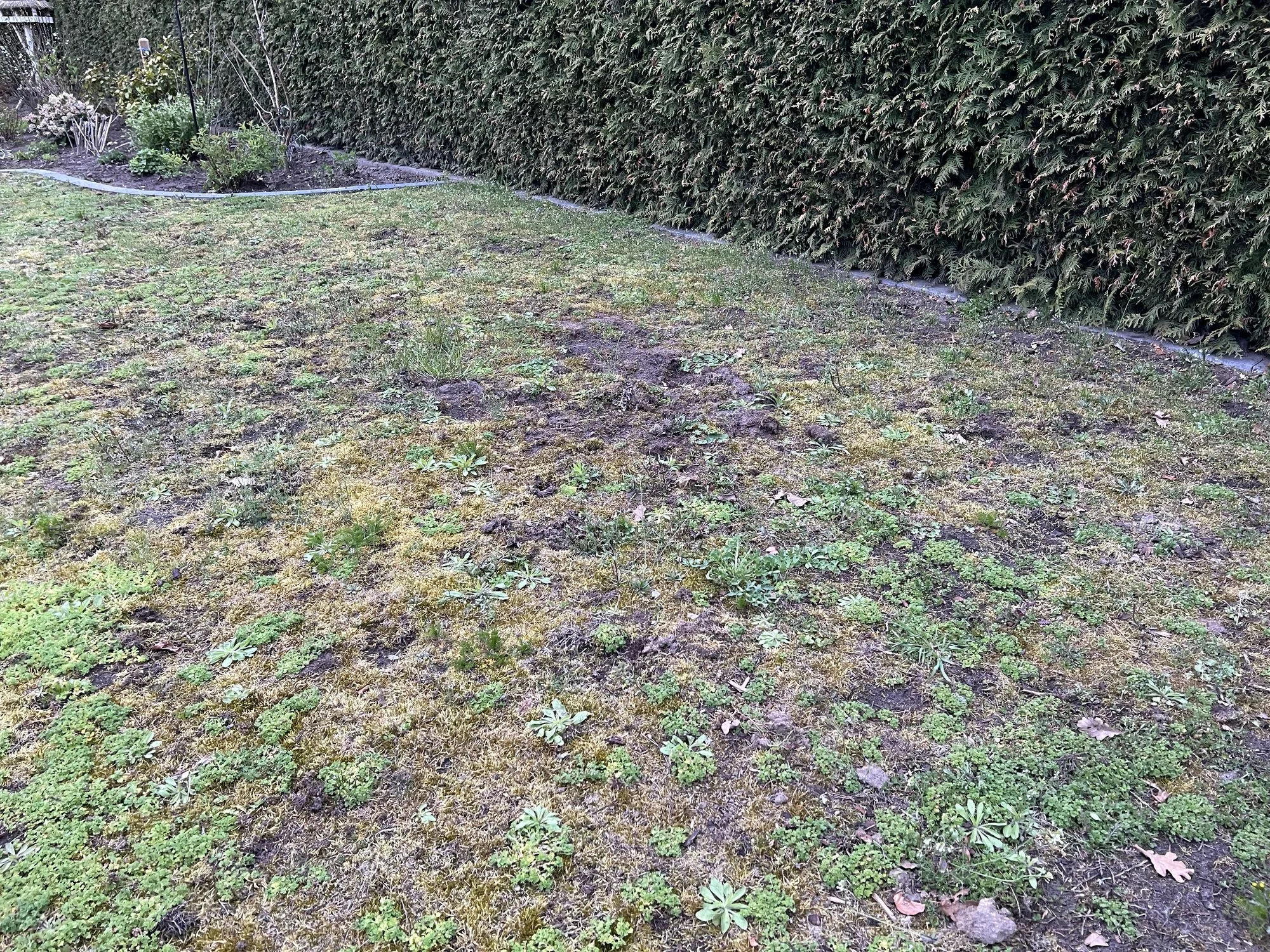 Neuanlage des Rasens