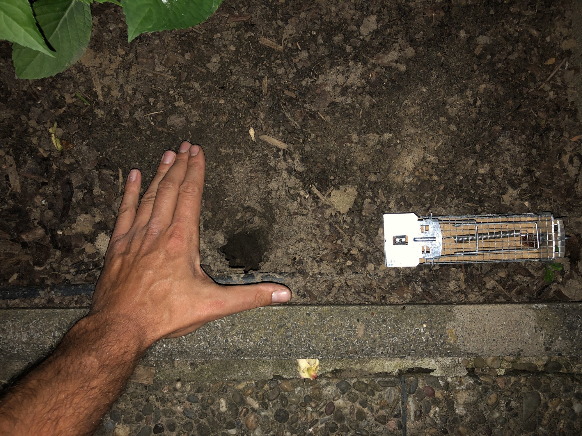 Welches Tier macht solche Löcher?