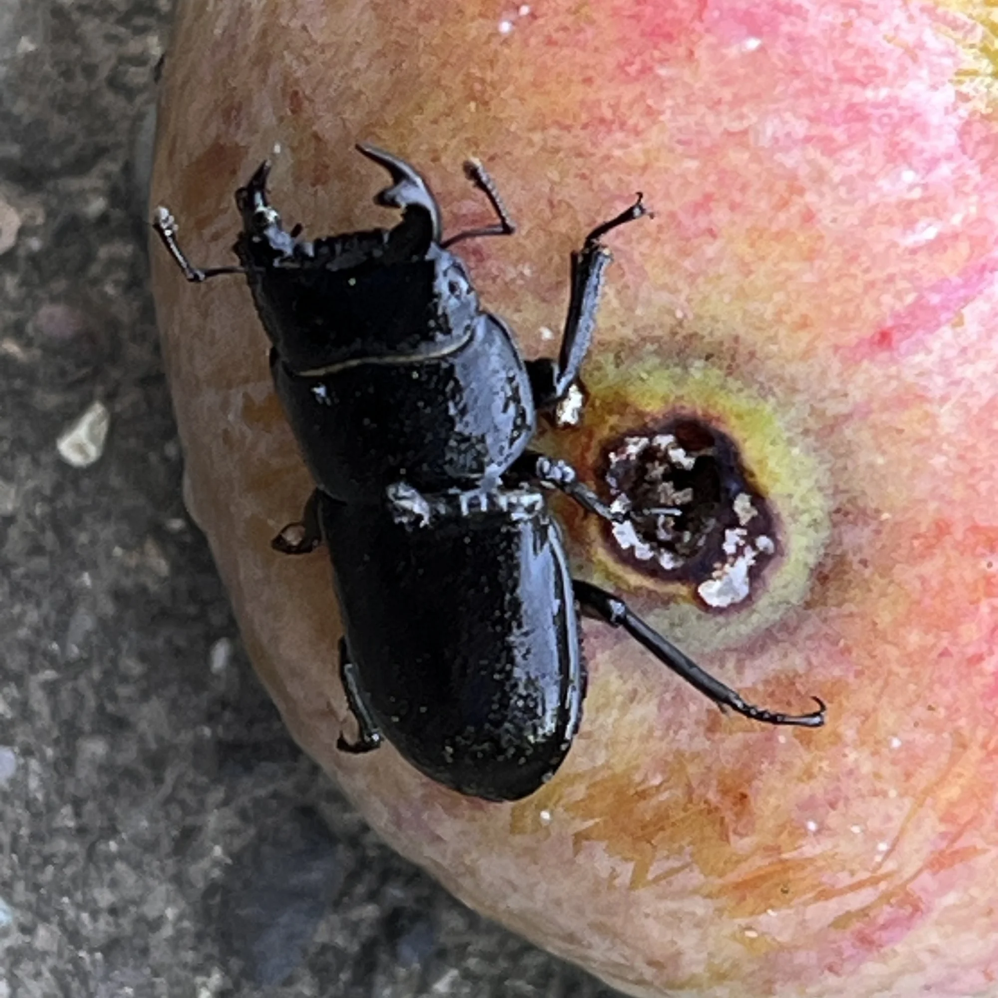 Wie heißt dieser Käfer?